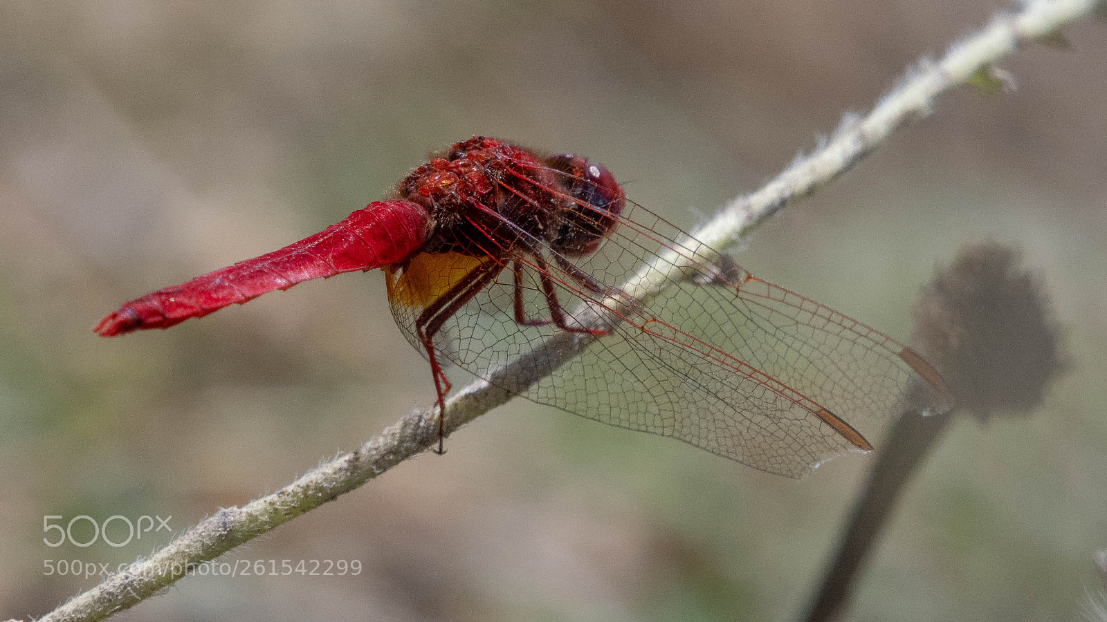 Nikon D500 sample photo. Red dragonfly photography