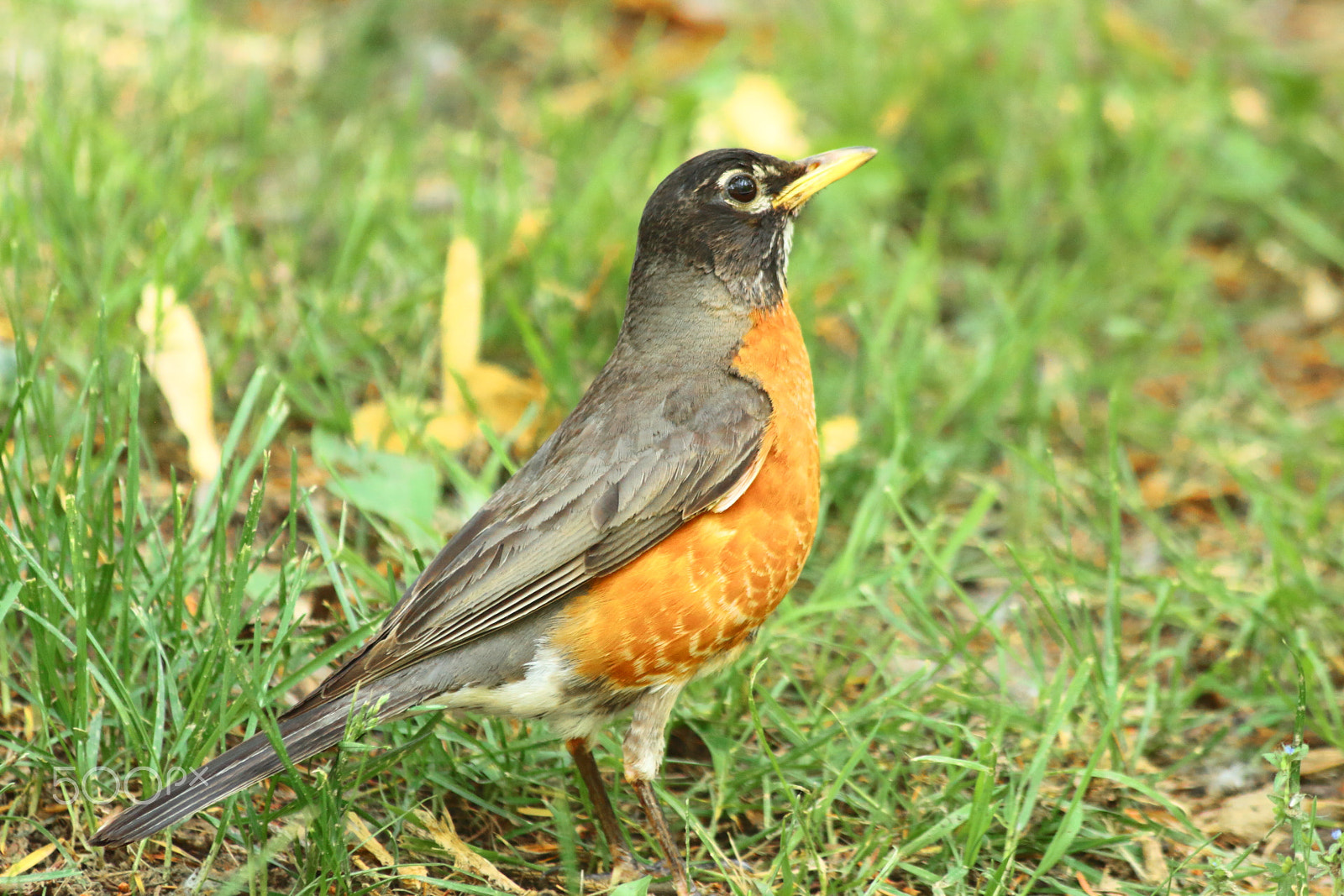 Canon EOS 650D (EOS Rebel T4i / EOS Kiss X6i) sample photo. Are you taking my picture? photography