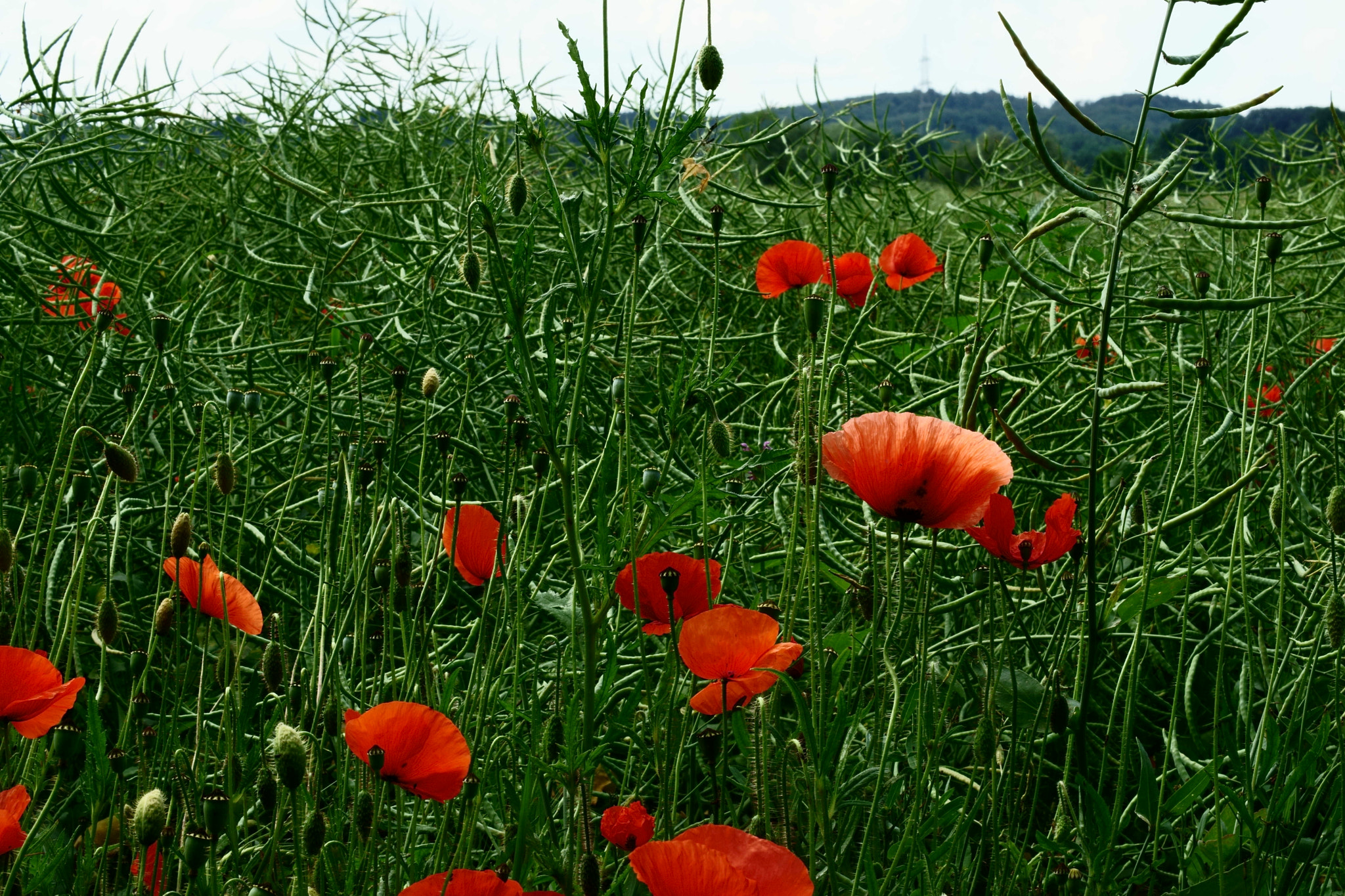 Sony a6000 + Sony DT 50mm F1.8 SAM sample photo. Oberbayern photography