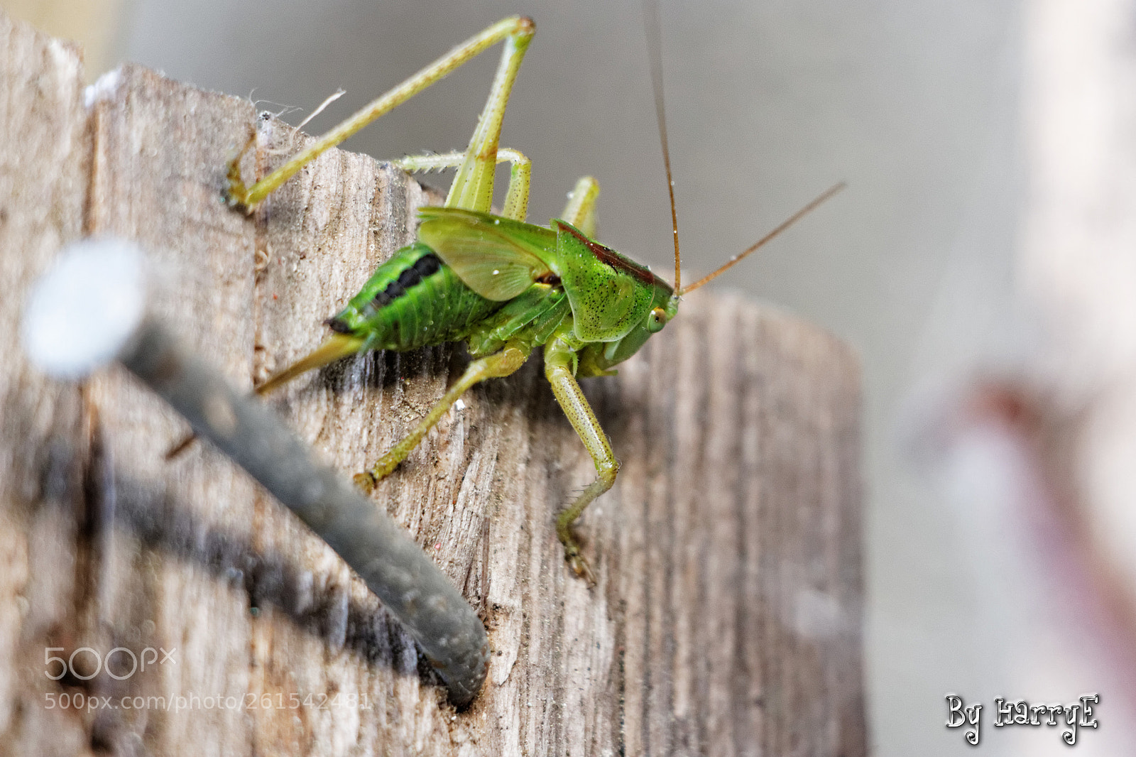 Canon EOS 700D (EOS Rebel T5i / EOS Kiss X7i) sample photo. Injuried grasshopper photography