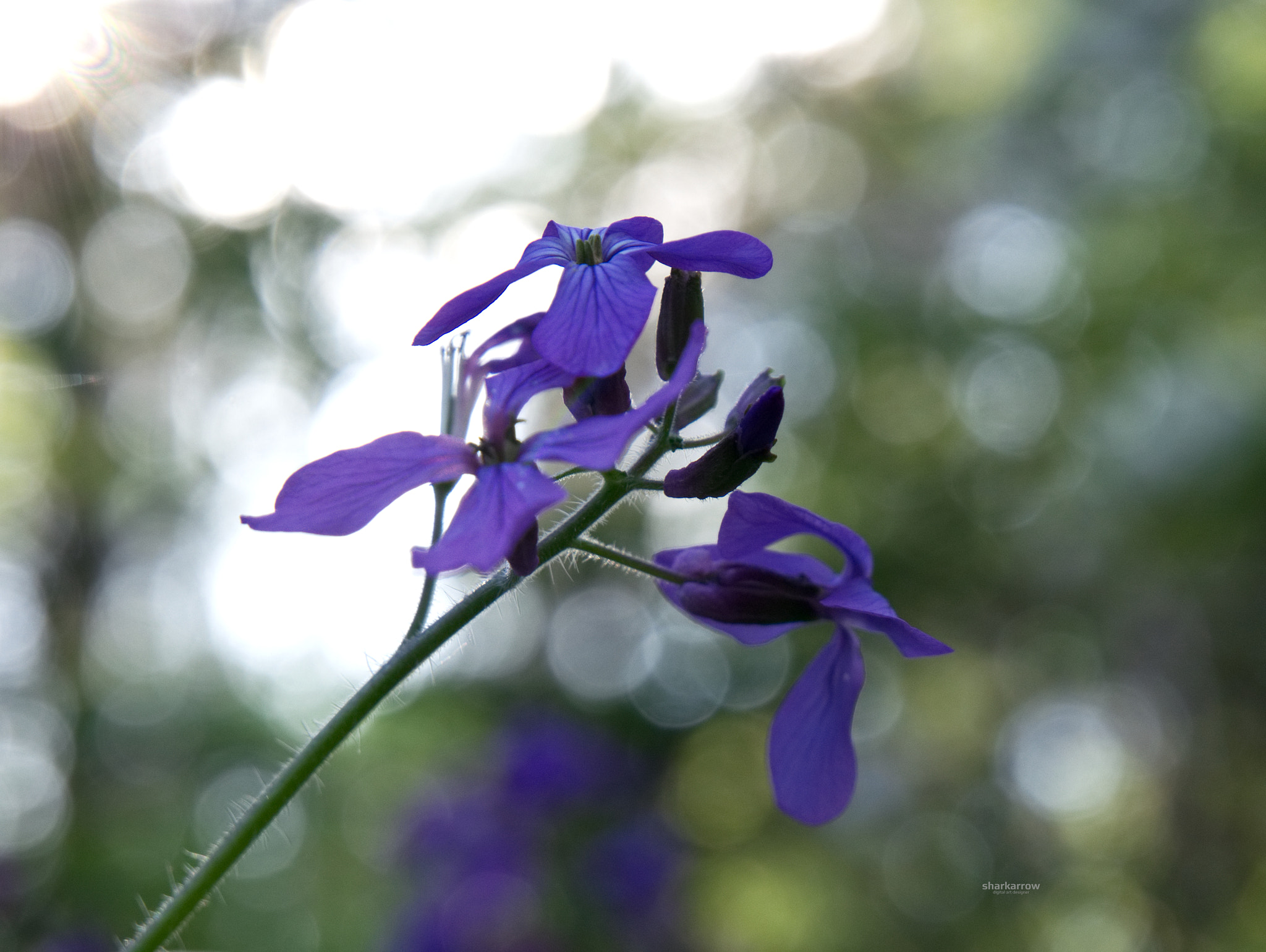Panasonic Lumix DMC-G7 sample photo. Light spirits photography