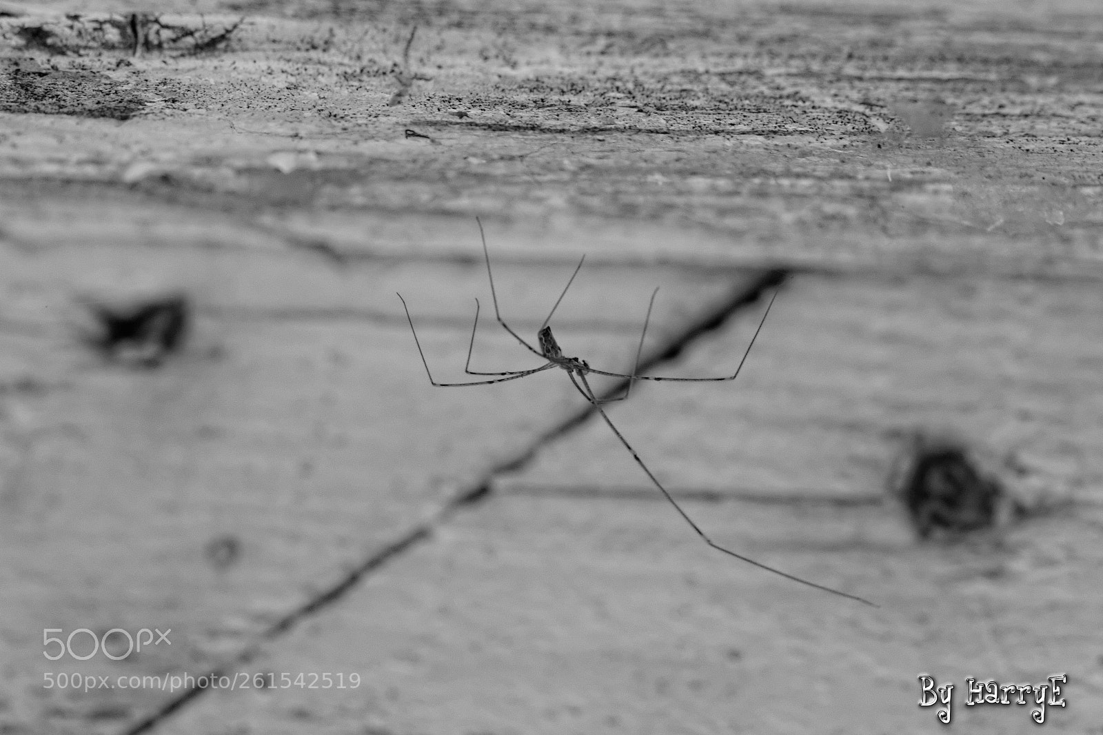 Canon EOS 700D (EOS Rebel T5i / EOS Kiss X7i) sample photo. Spider photography