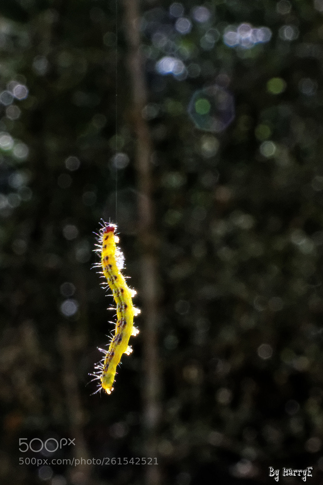 Canon EOS 700D (EOS Rebel T5i / EOS Kiss X7i) sample photo. Suspended caterpillar photography
