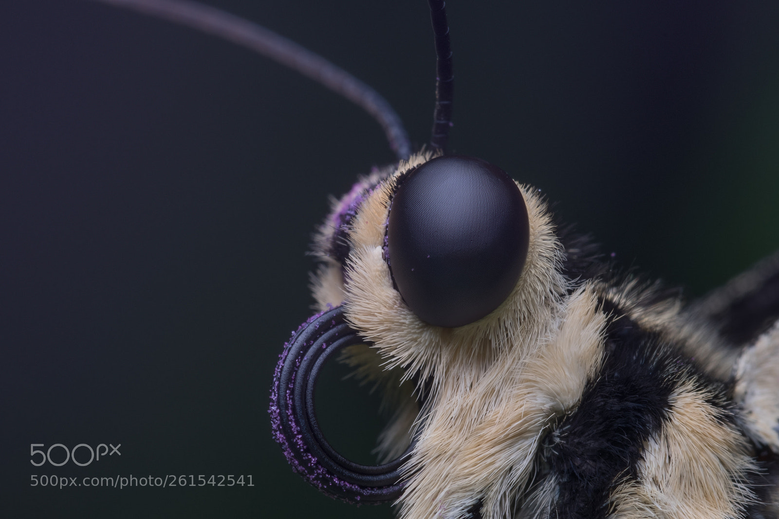 Fujifilm X-T2 sample photo. Lime butterfly papilio demoleus photography