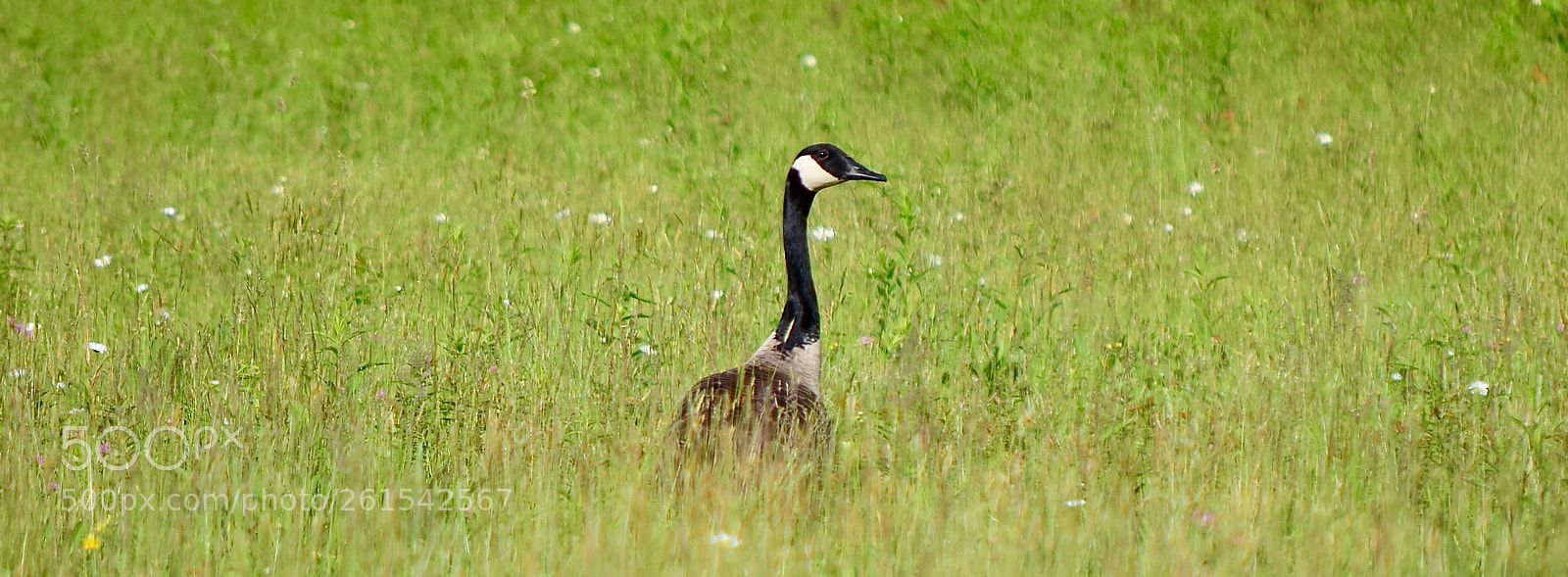 Nikon D3300 sample photo. Local wildlife@tiltonnh photography