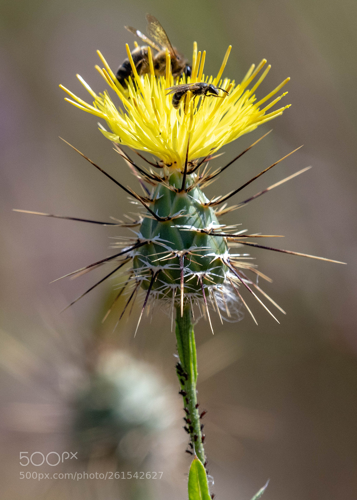 Nikon D500 sample photo. Live in a plant photography