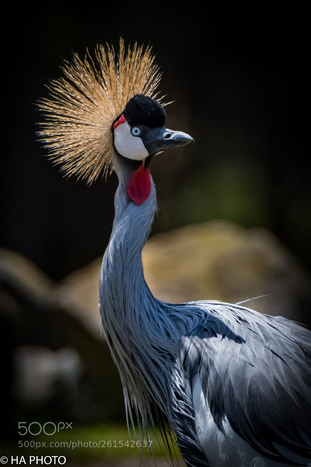 Nikon D850 sample photo. East african crowned crane photography