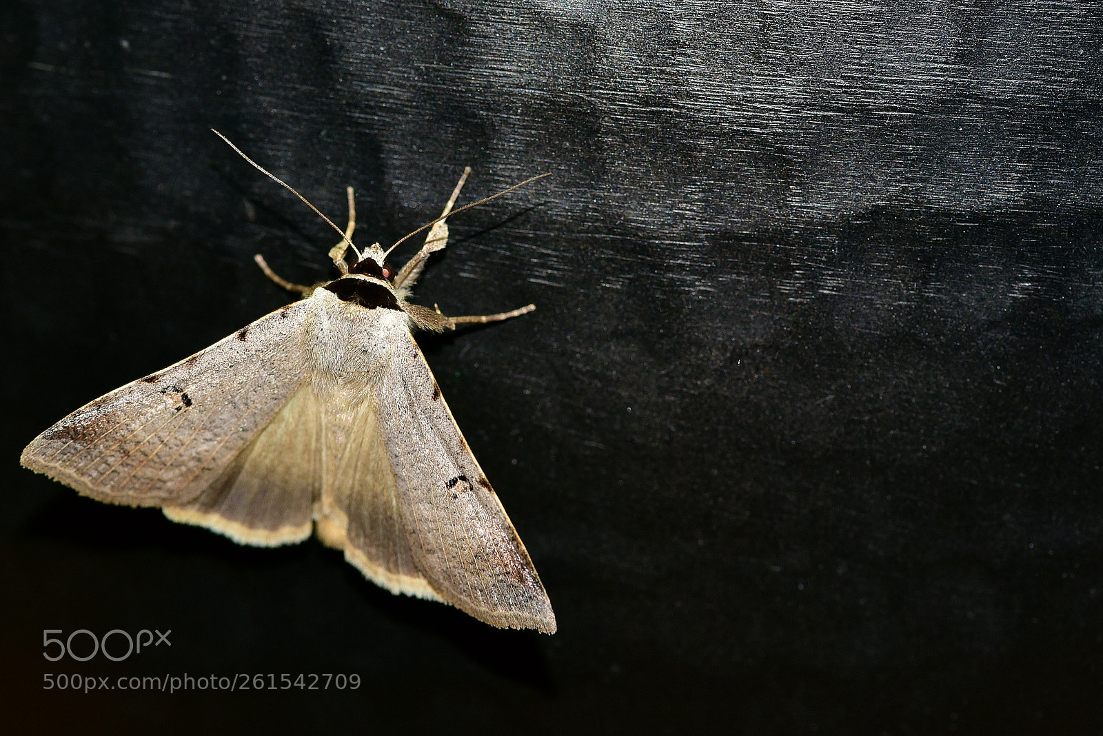 Nikon D750 sample photo. Moth photography