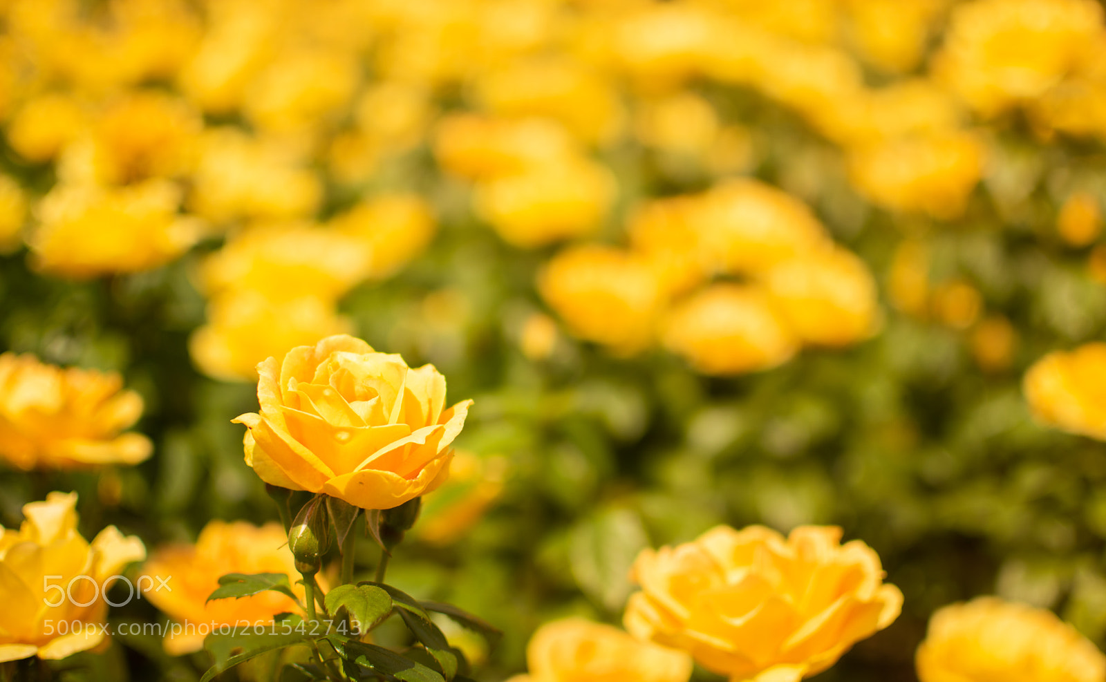 Nikon D5500 sample photo. Untitled photography