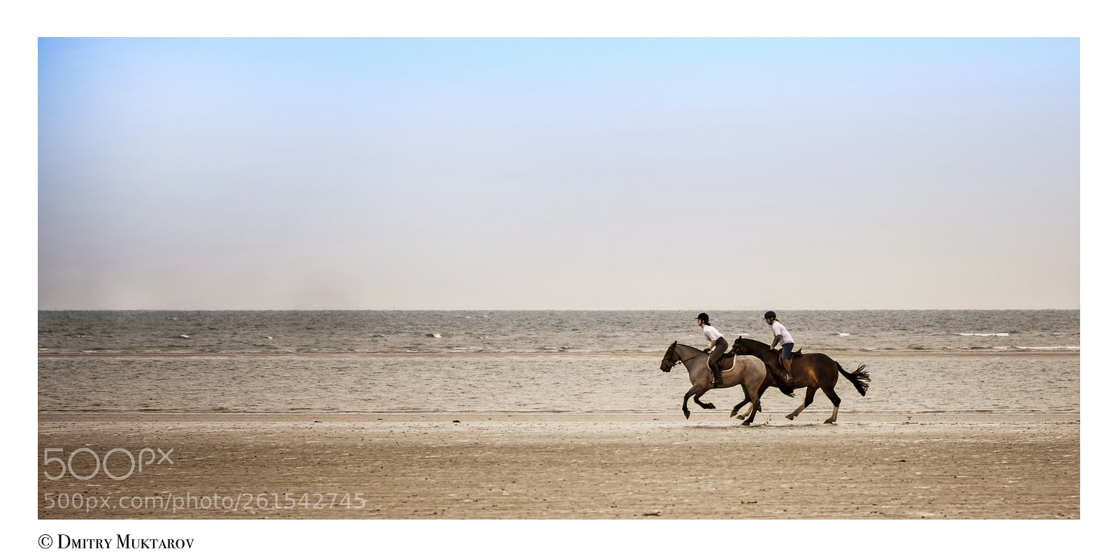 Nikon D810 sample photo. Sea horses photography