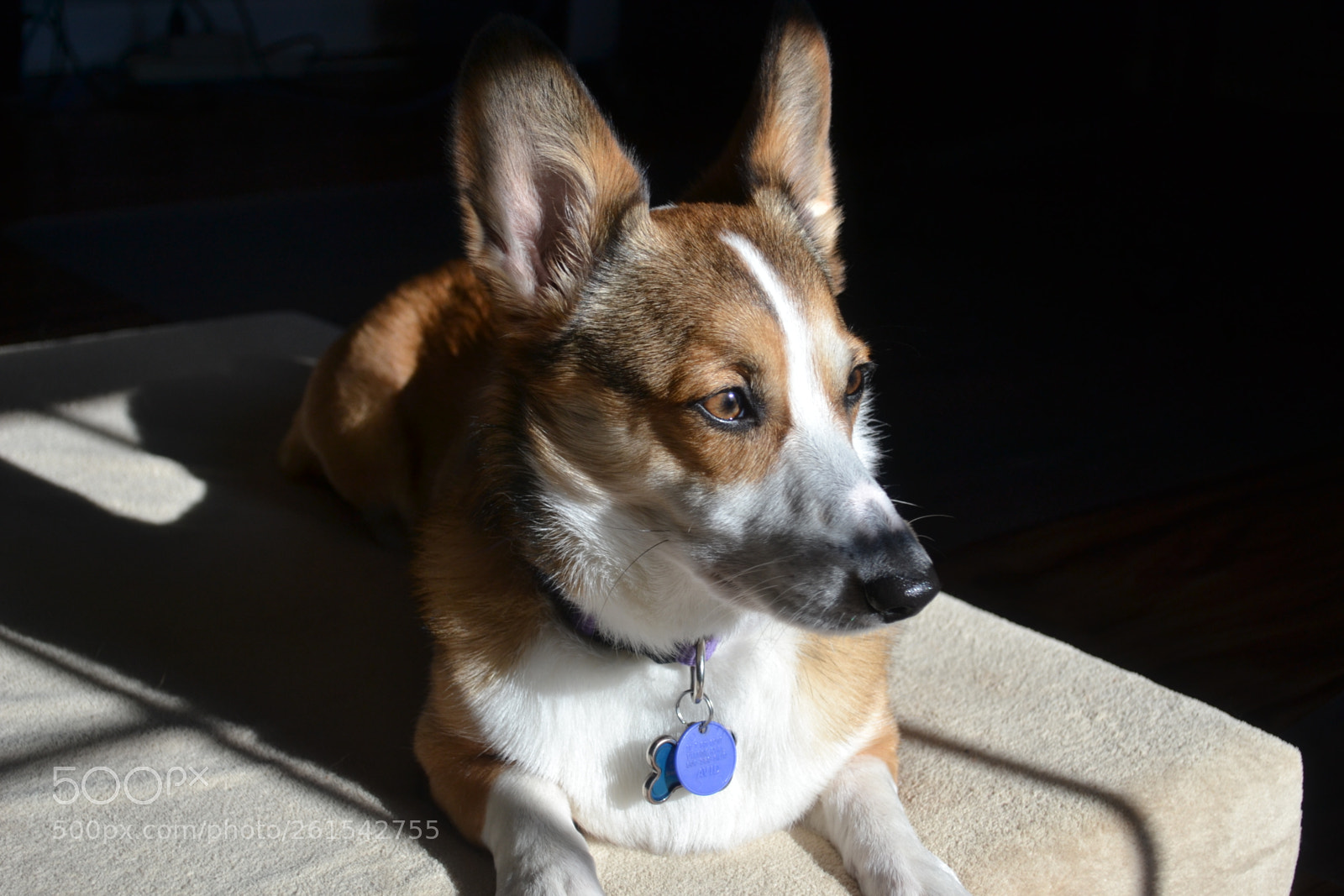 Nikon D3100 sample photo. Corgy photography