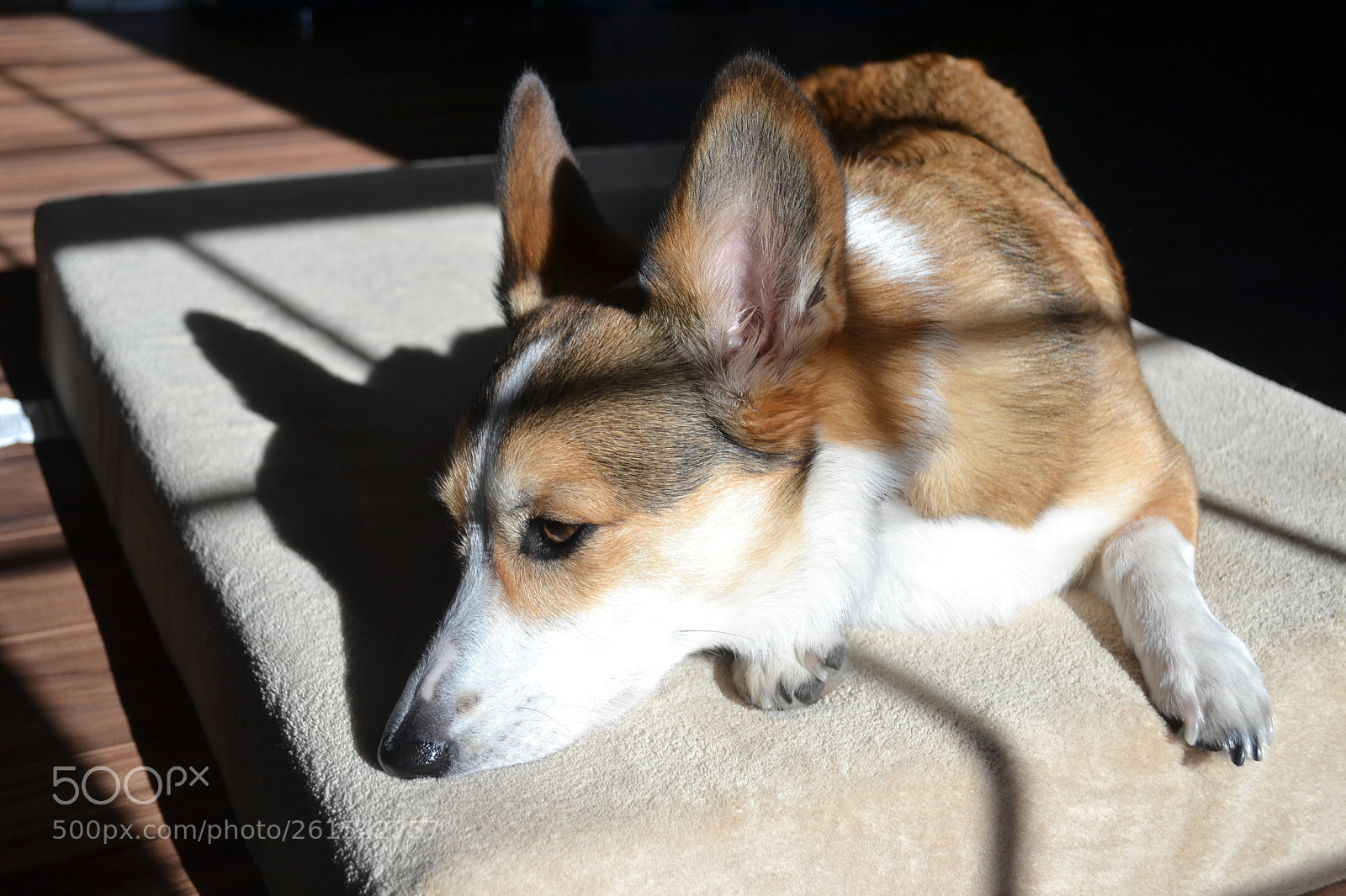 Nikon D3100 sample photo. Corgy photography
