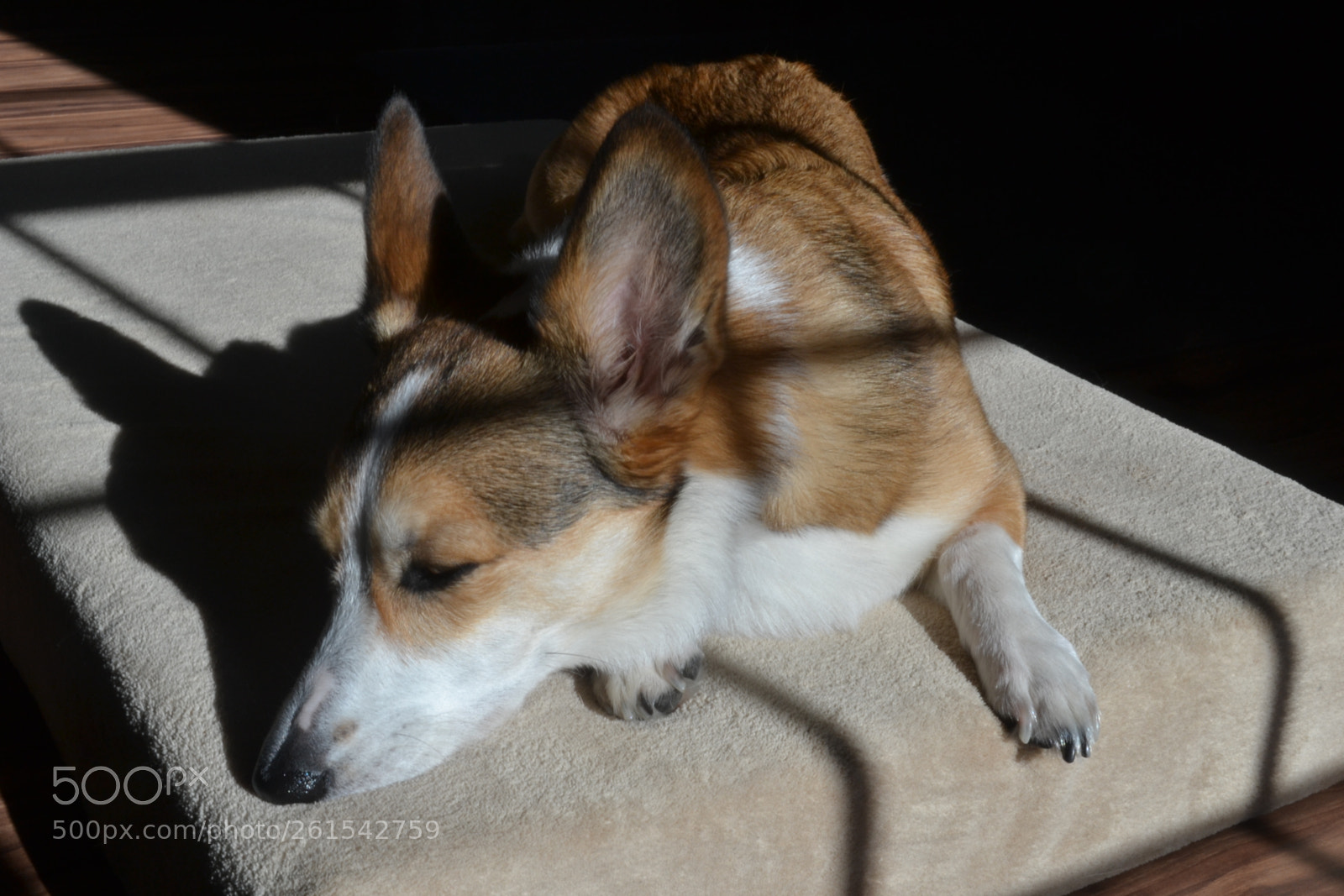 Nikon D3100 sample photo. Corgy photography