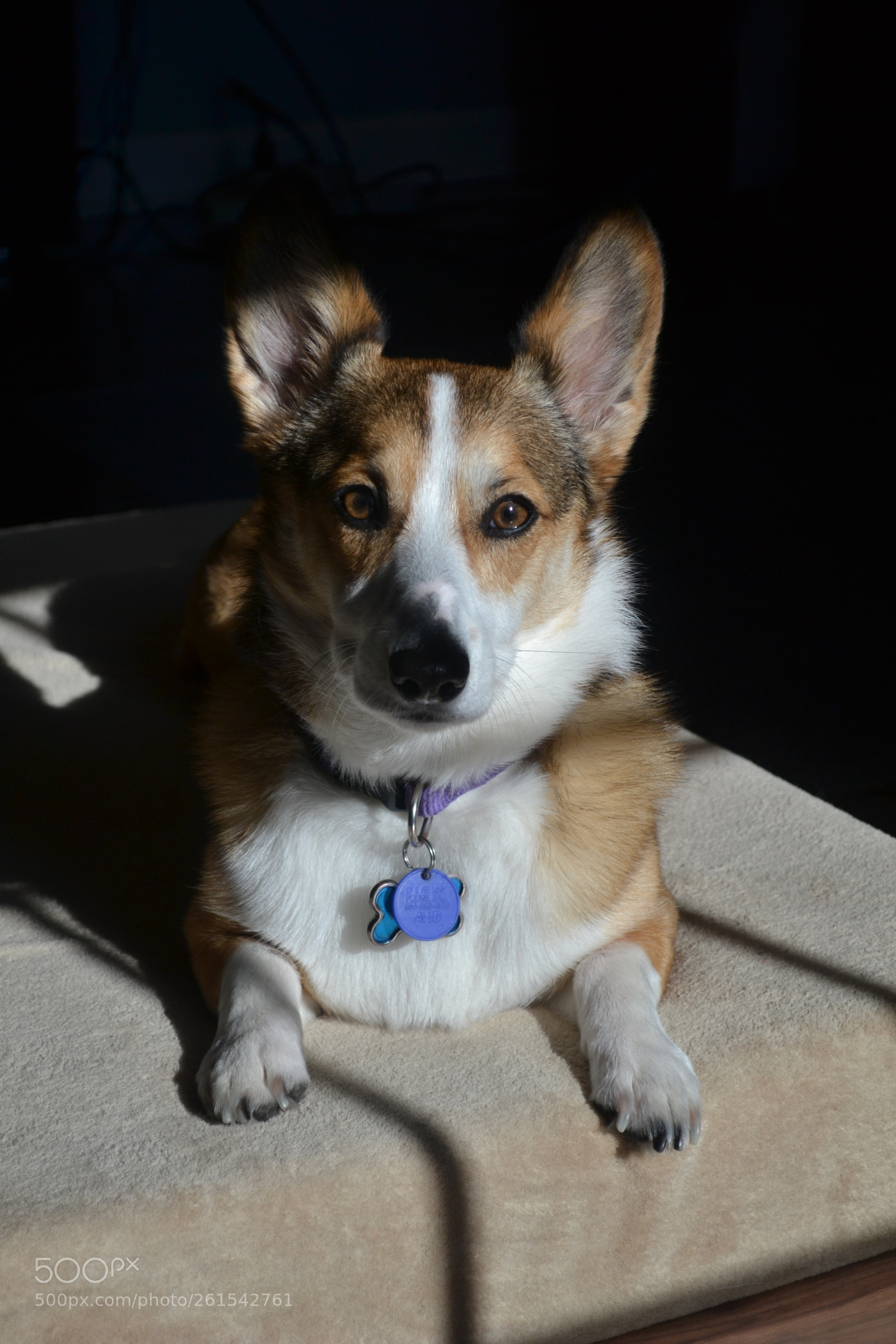 Nikon D3100 sample photo. Corgy photography