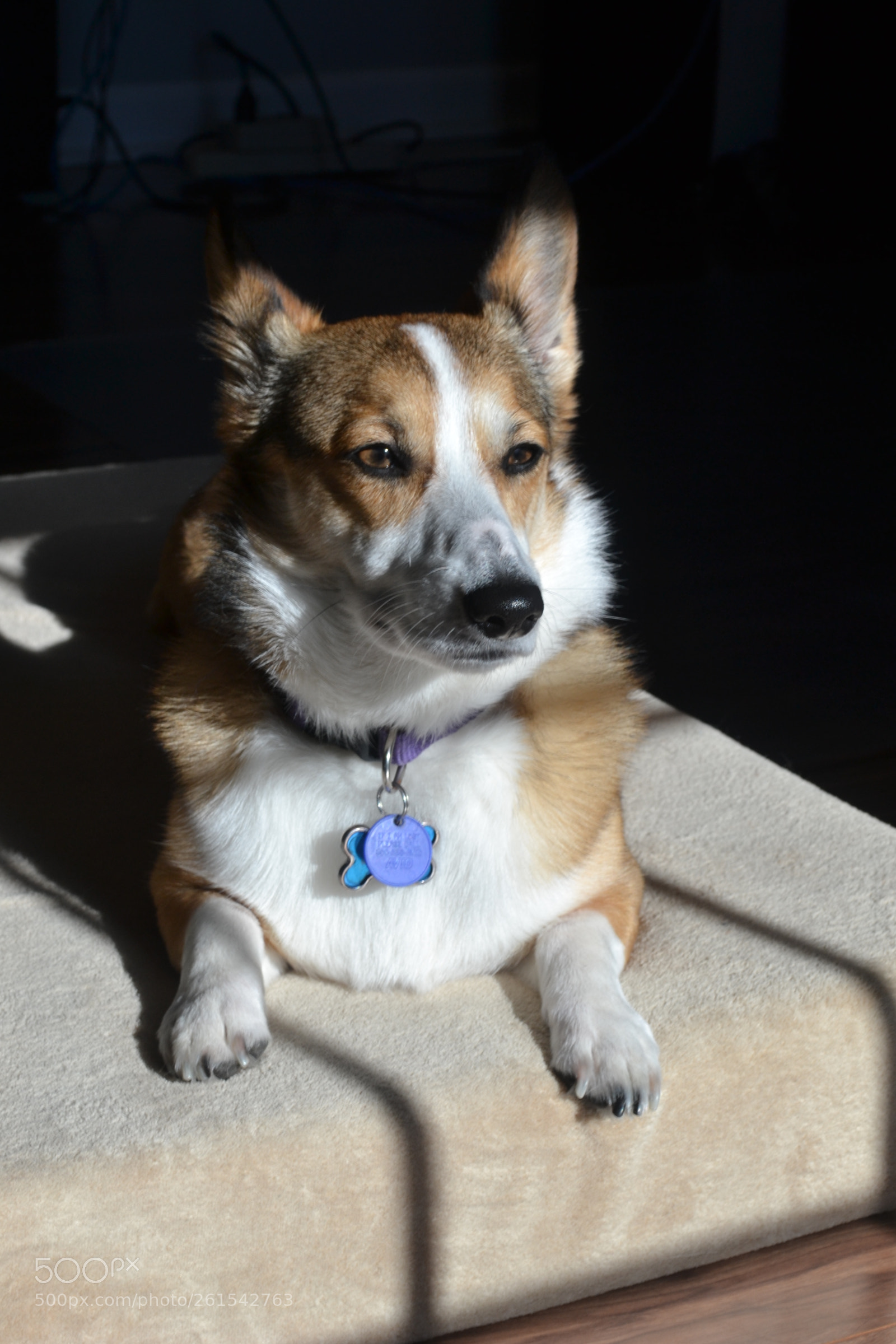 Nikon D3100 sample photo. Corgy photography