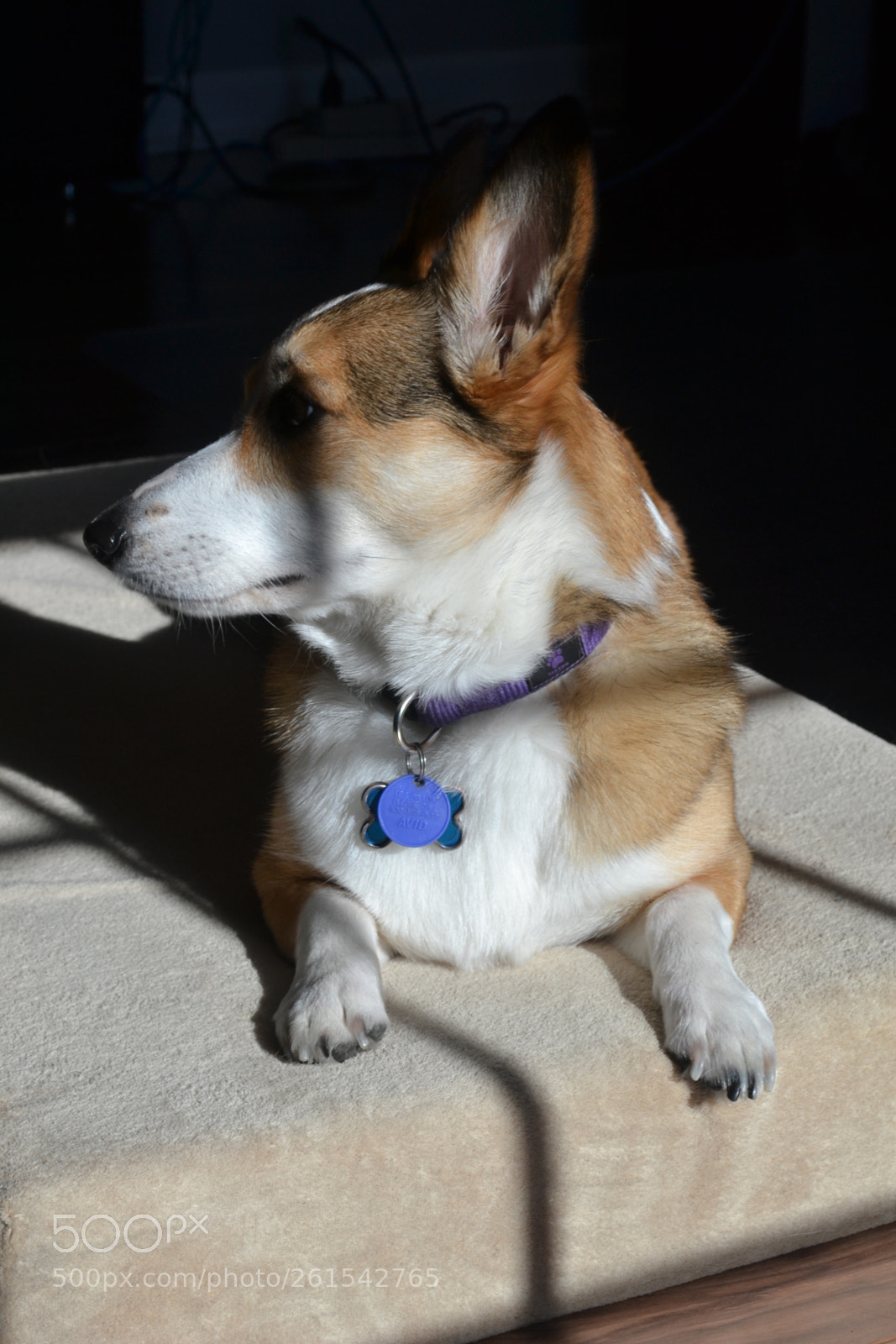Nikon D3100 sample photo. Corgy photography