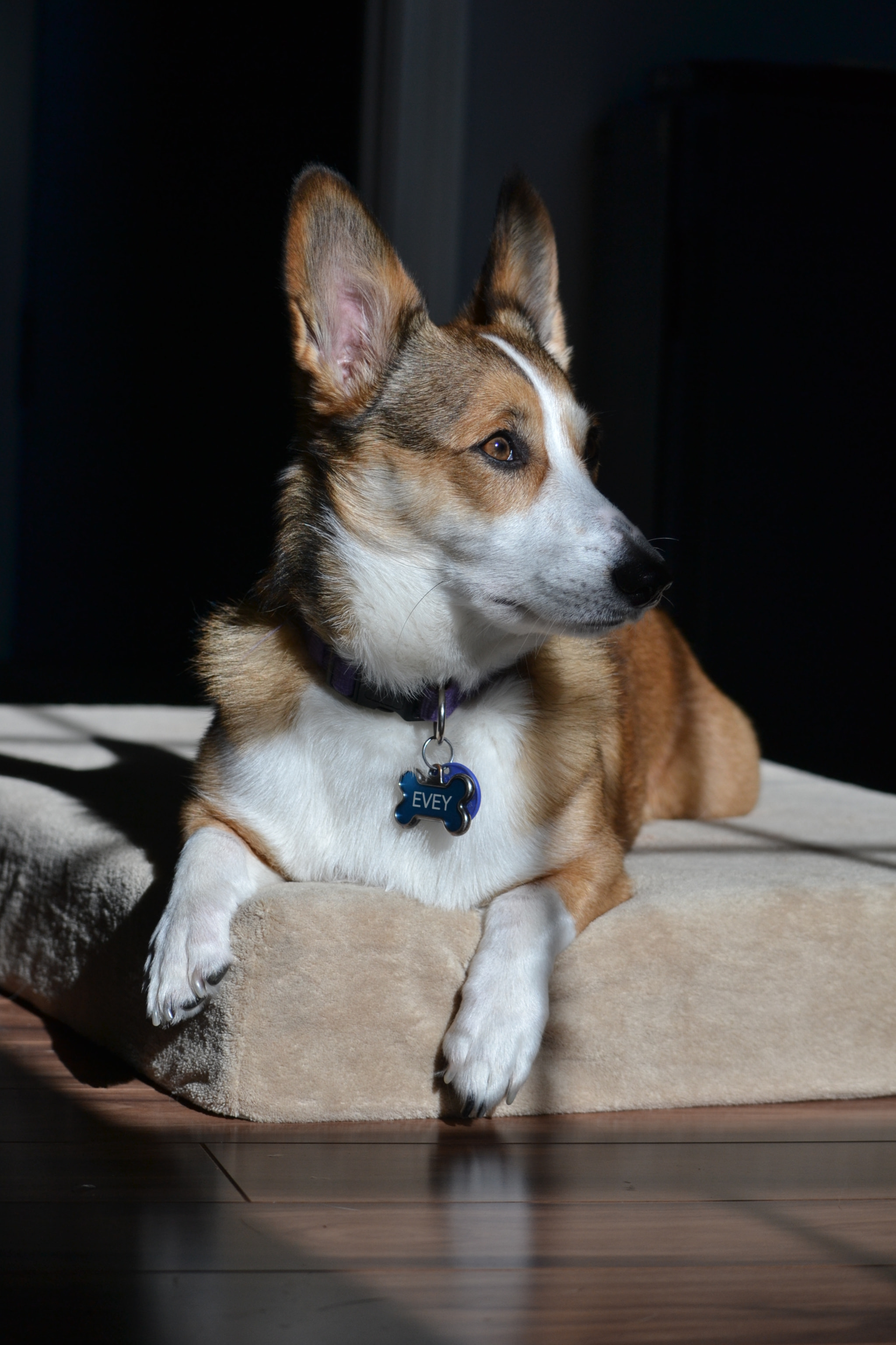 Nikon D3100 sample photo. Corgy photography