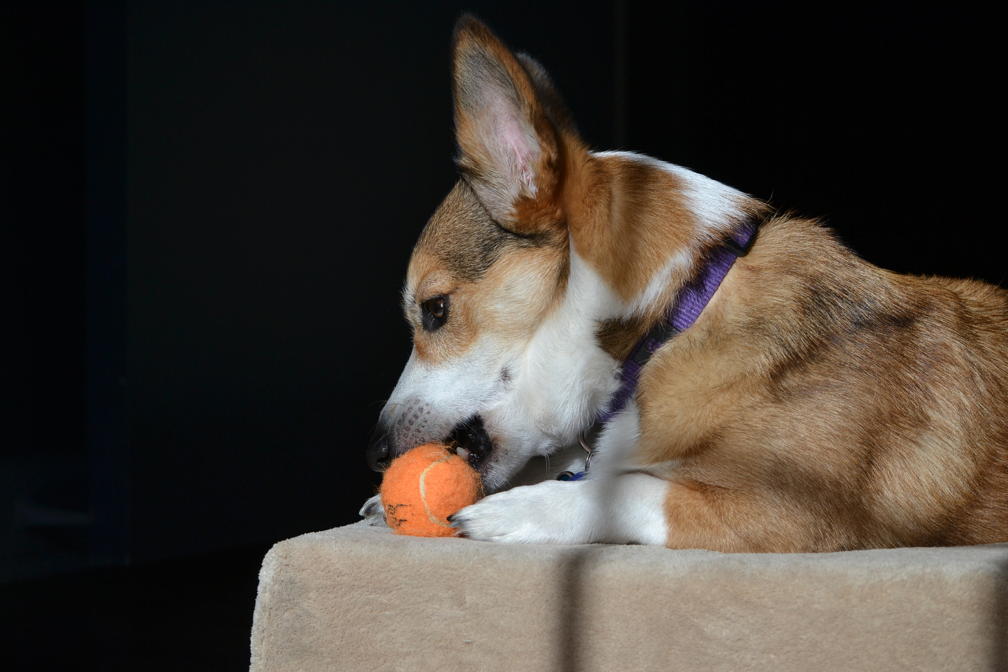 Nikon D3100 sample photo. Corgy photography