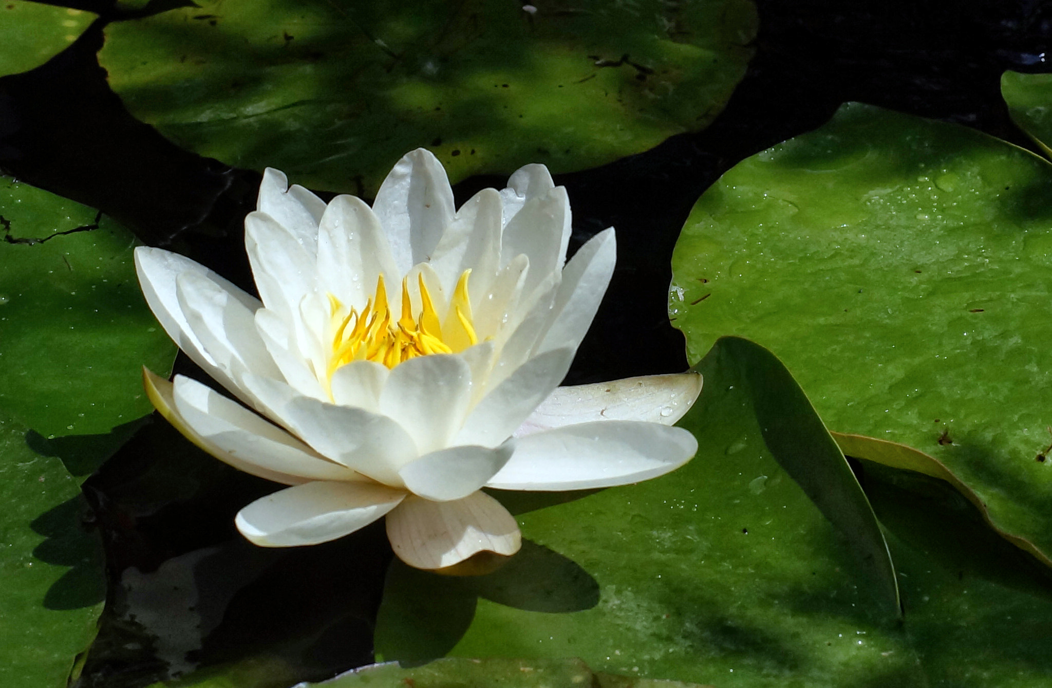 Sony SLT-A57 sample photo. Lilly photography