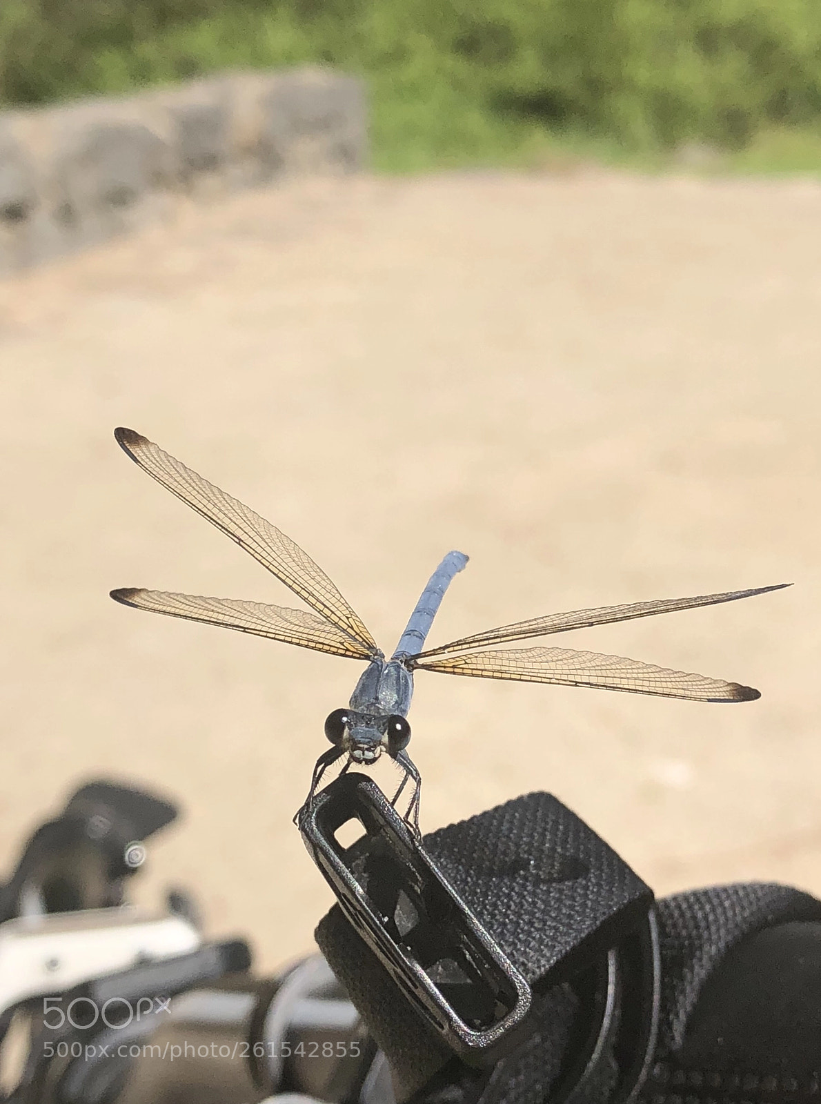 Apple iPhone 8 Plus sample photo. Special one photography