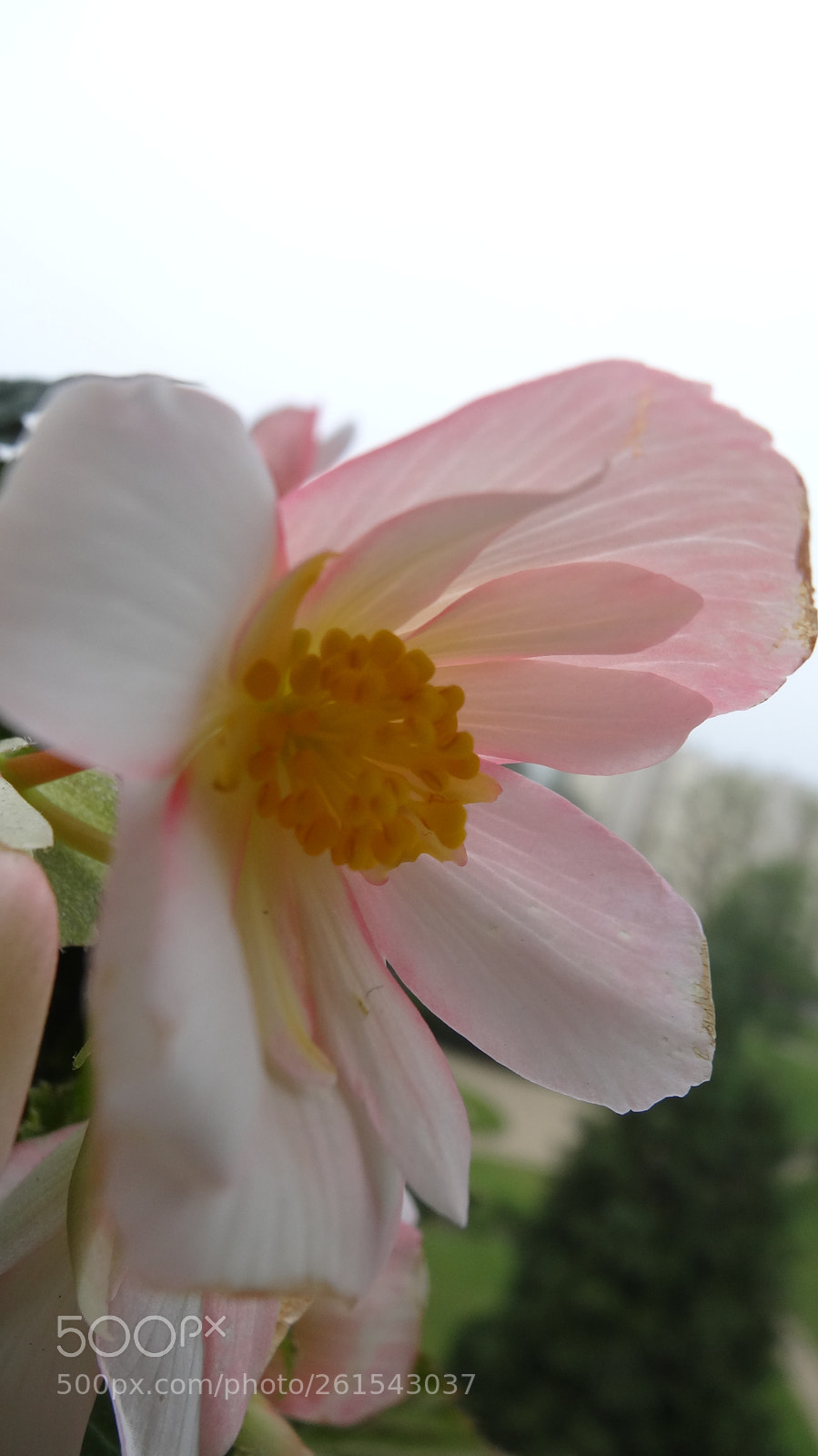 Sony Cyber-shot DSC-HX20V sample photo. Miss begonia photography