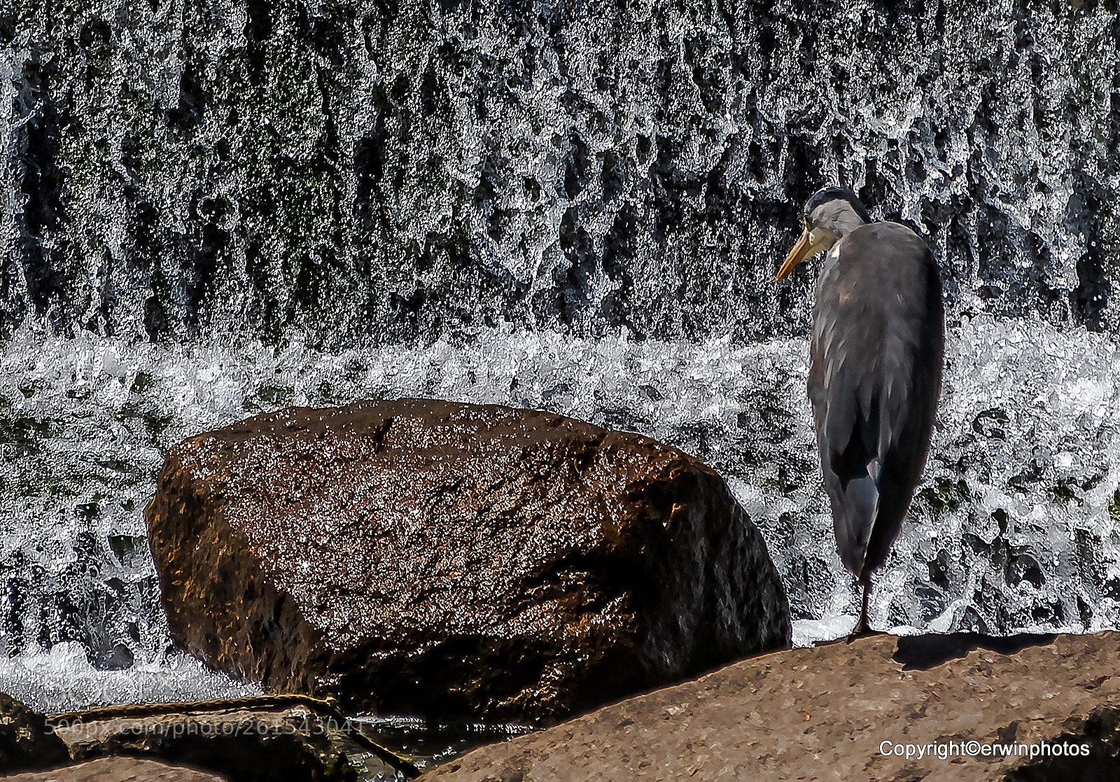 Nikon D750 sample photo. Graureiher im waserfall photography