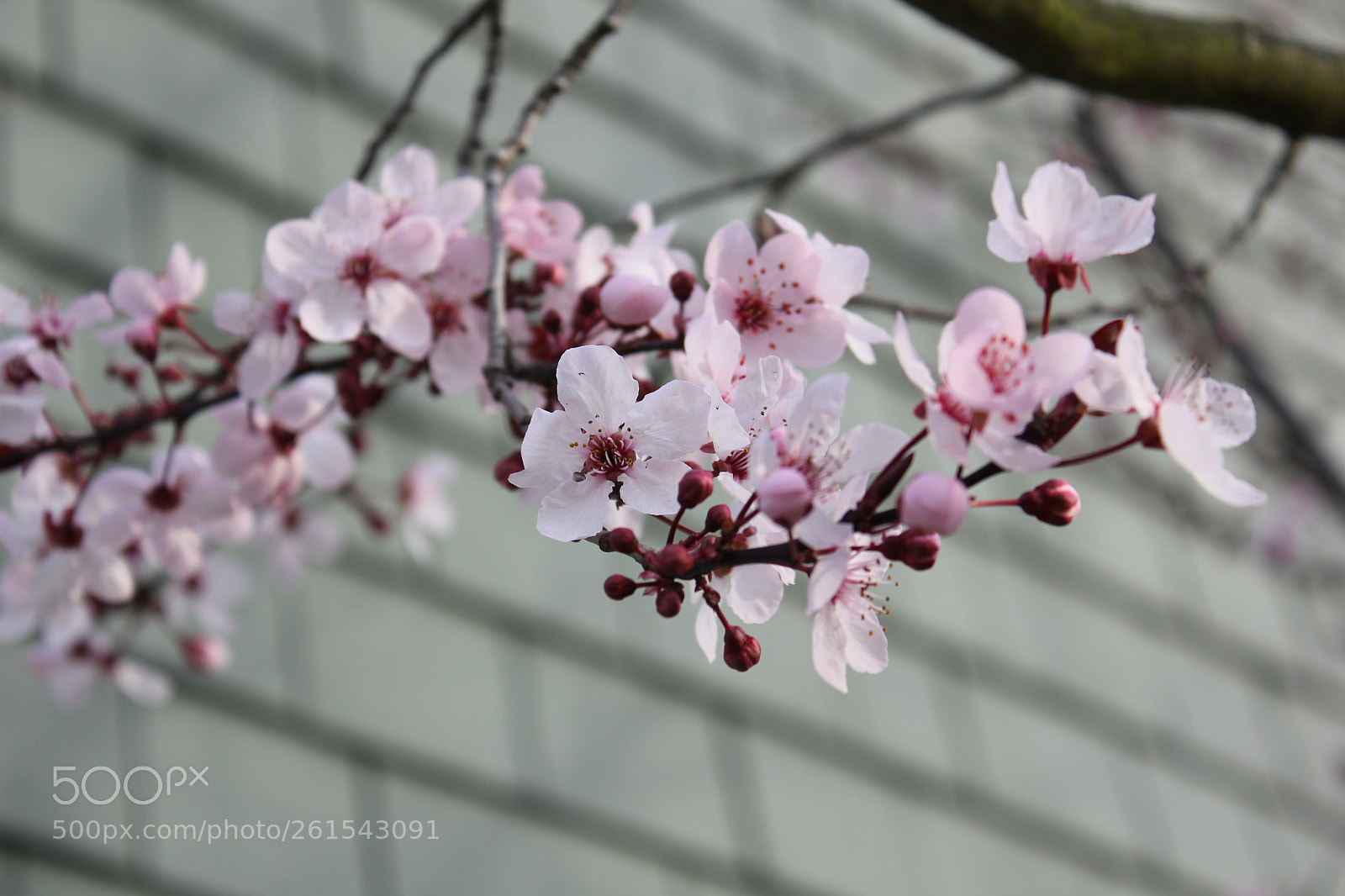 Canon EOS 550D (EOS Rebel T2i / EOS Kiss X4) sample photo. Cherry blossoms photography