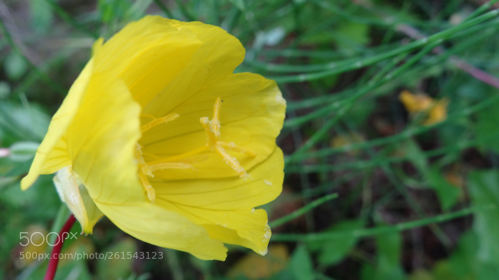 Sony Cyber-shot DSC-HX20V sample photo. Primrose photography