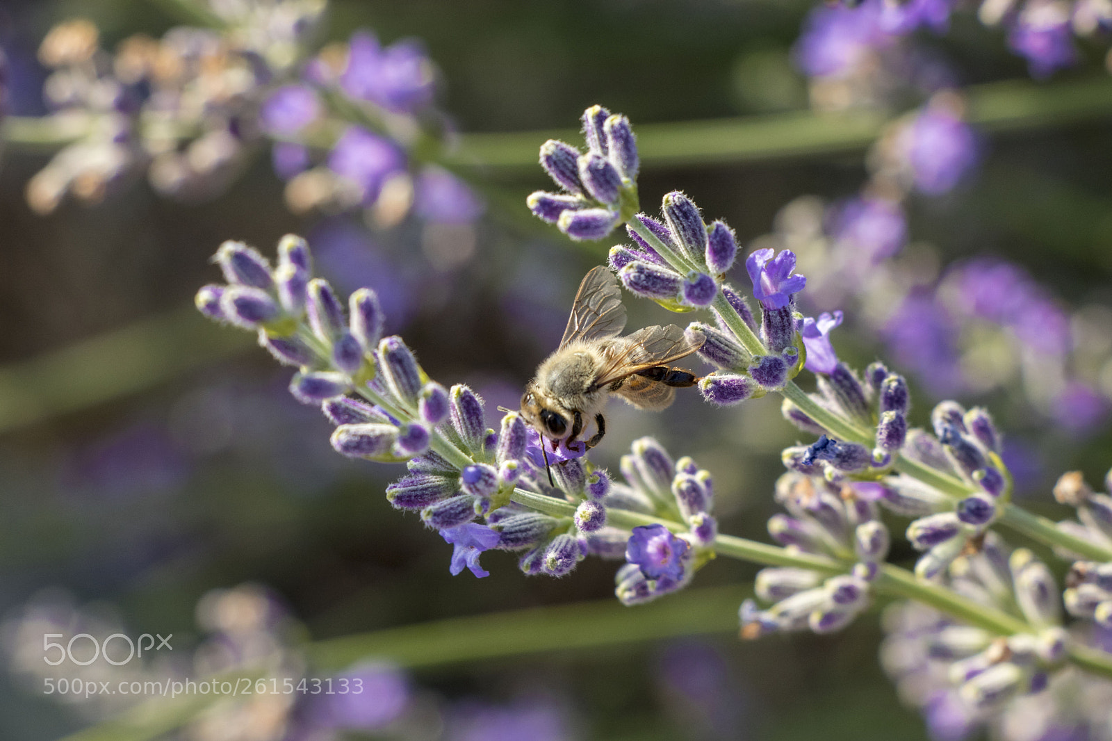 Canon EOS 77D (EOS 9000D / EOS 770D) sample photo. Lavender field photography