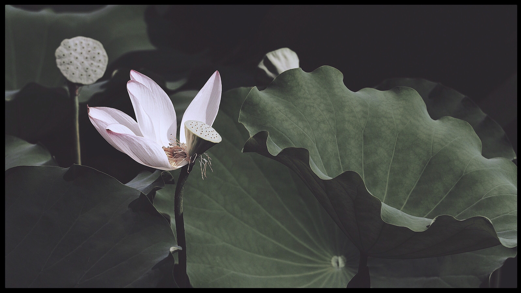 Olympus PEN E-PL7 sample photo. Ballet of life. photography