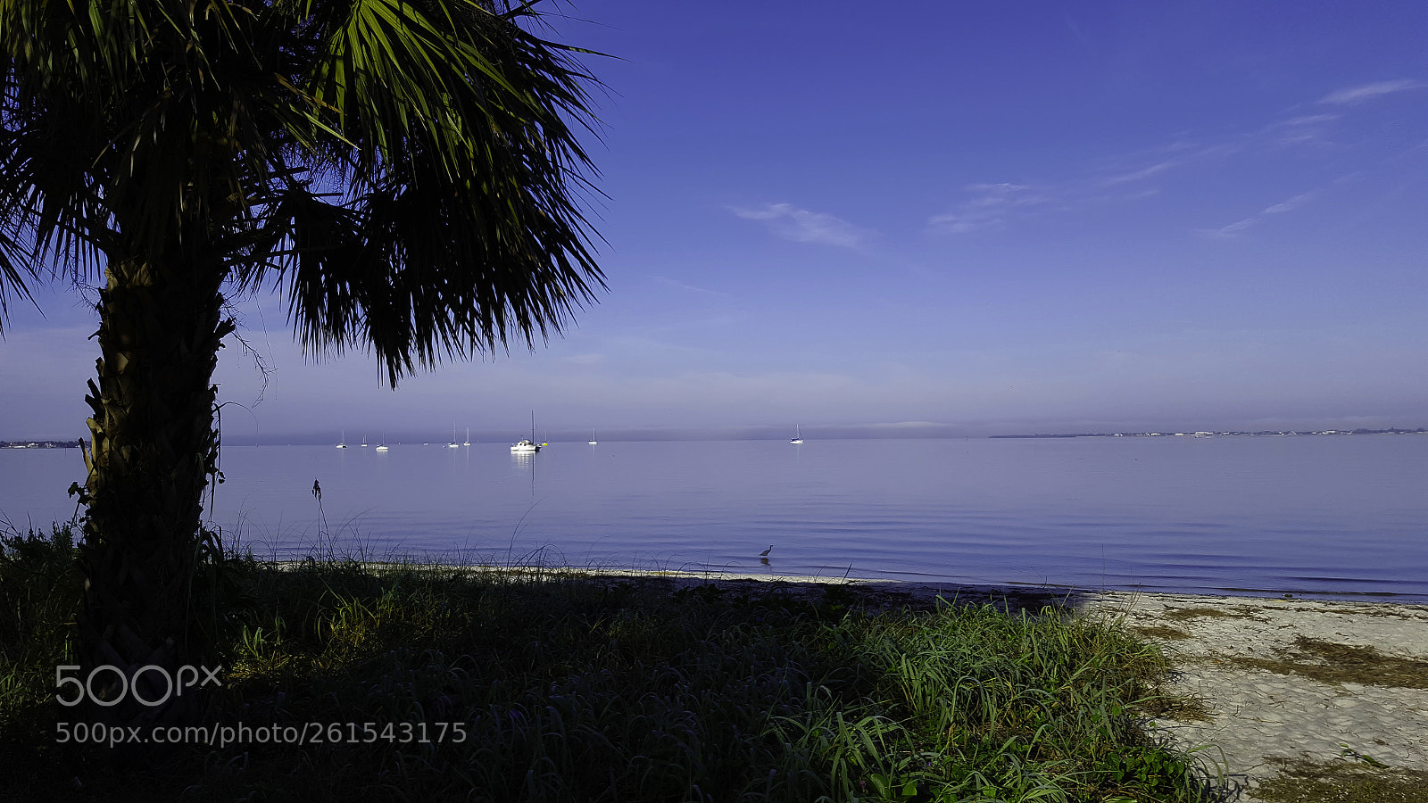Samsung Galaxy S6 sample photo. Sunny morning florida photography