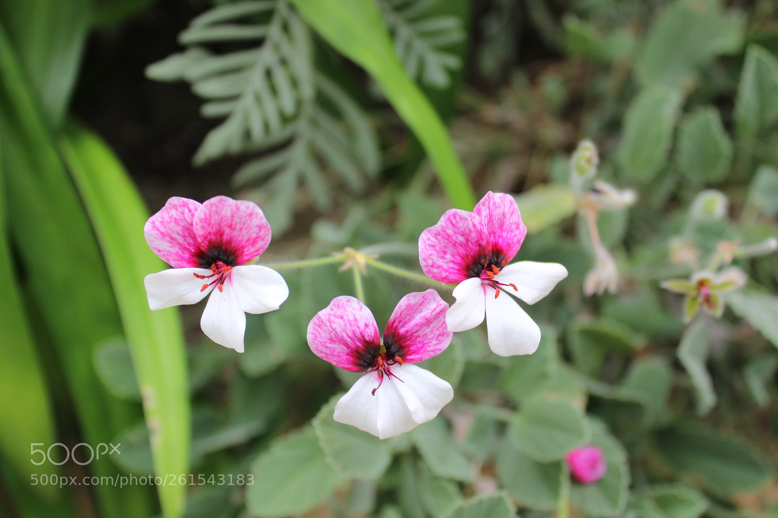 Canon EOS 1300D (EOS Rebel T6 / EOS Kiss X80) sample photo. Img photography