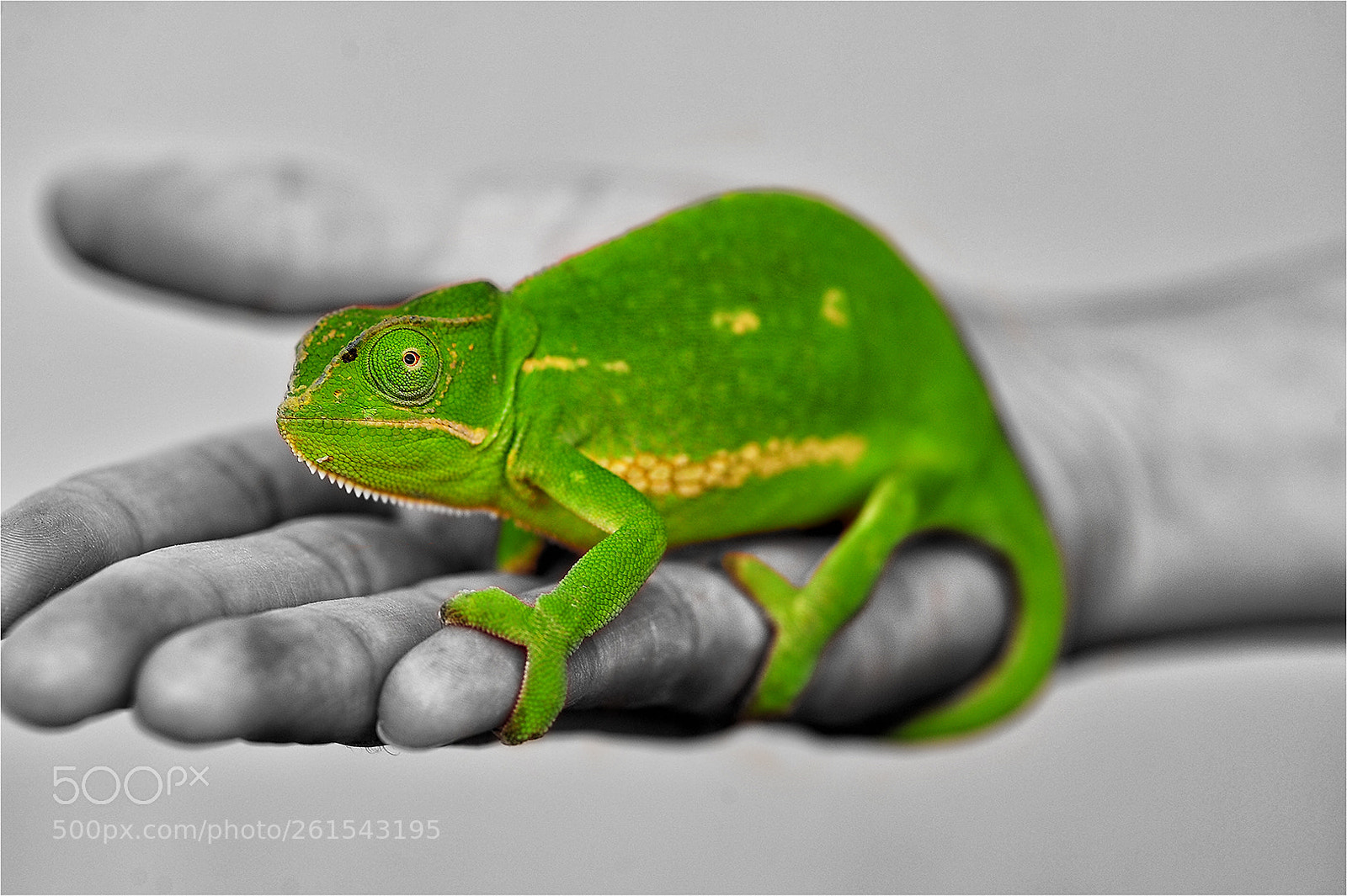 Nikon D700 sample photo. Colour chameleon photography