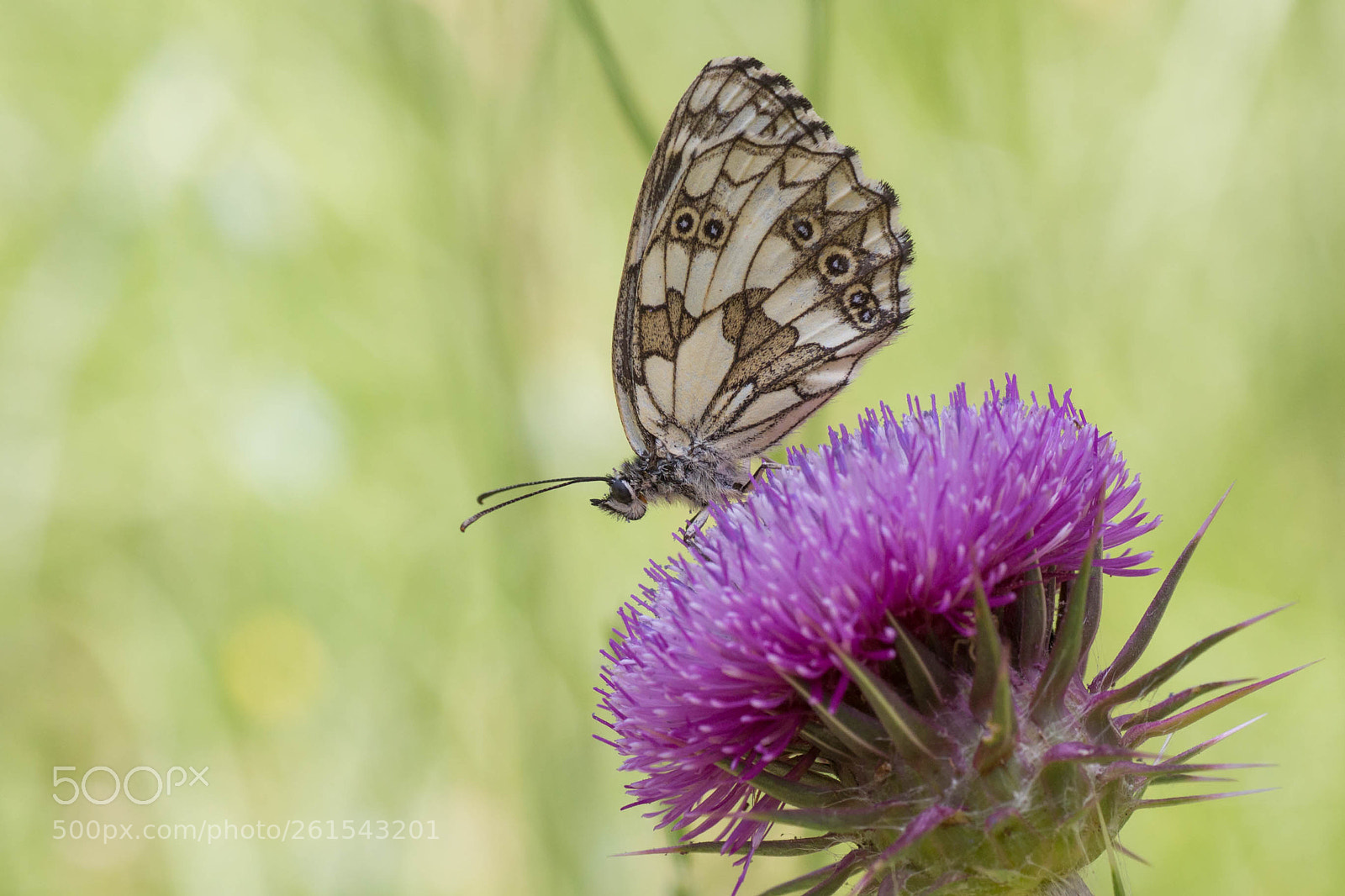 Canon EOS 650D (EOS Rebel T4i / EOS Kiss X6i) sample photo. Butterfly photography