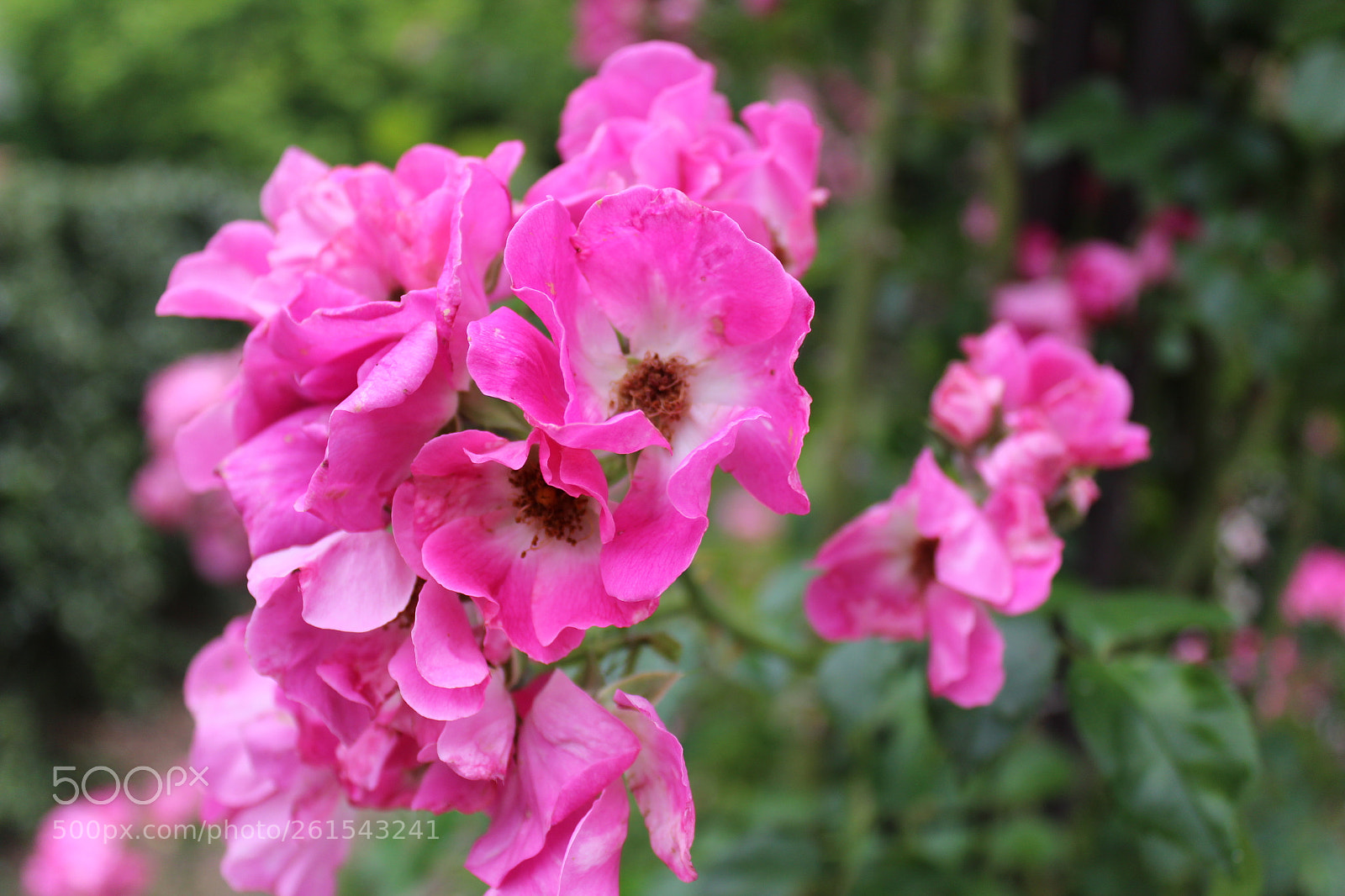Canon EOS 1300D (EOS Rebel T6 / EOS Kiss X80) sample photo. Img photography