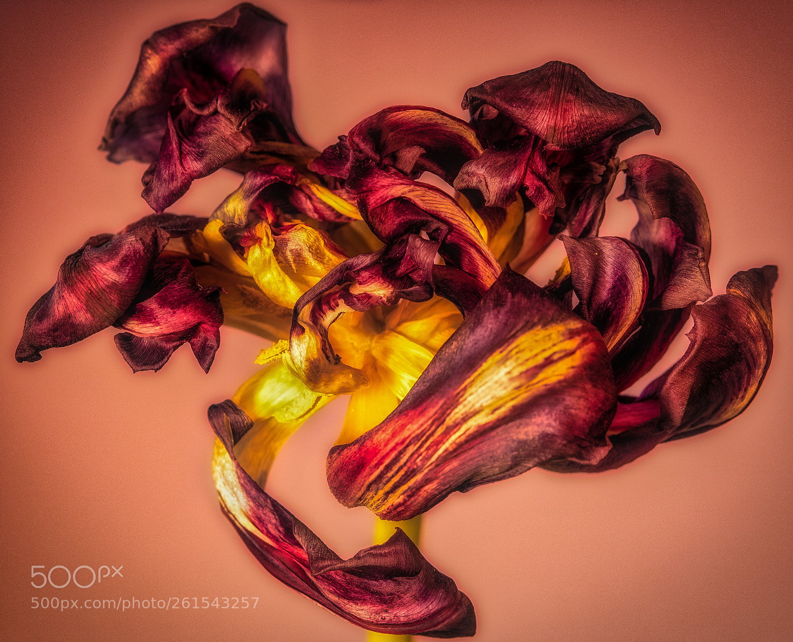 Canon EOS 5D Mark IV sample photo. Chaotic tulip! photography