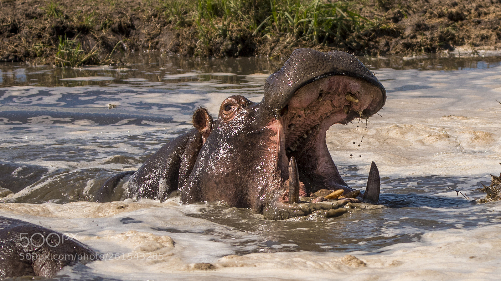 Nikon D750 sample photo. Hippo.... photography