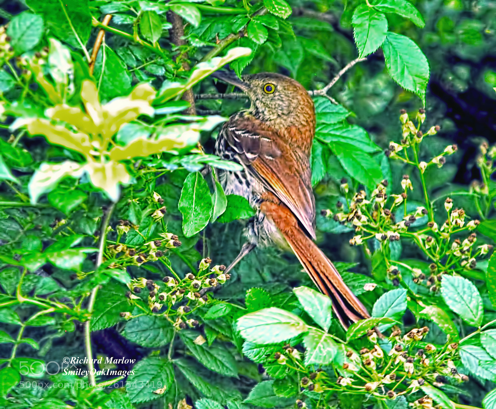 Nikon D5000 sample photo. Bird in bush photography