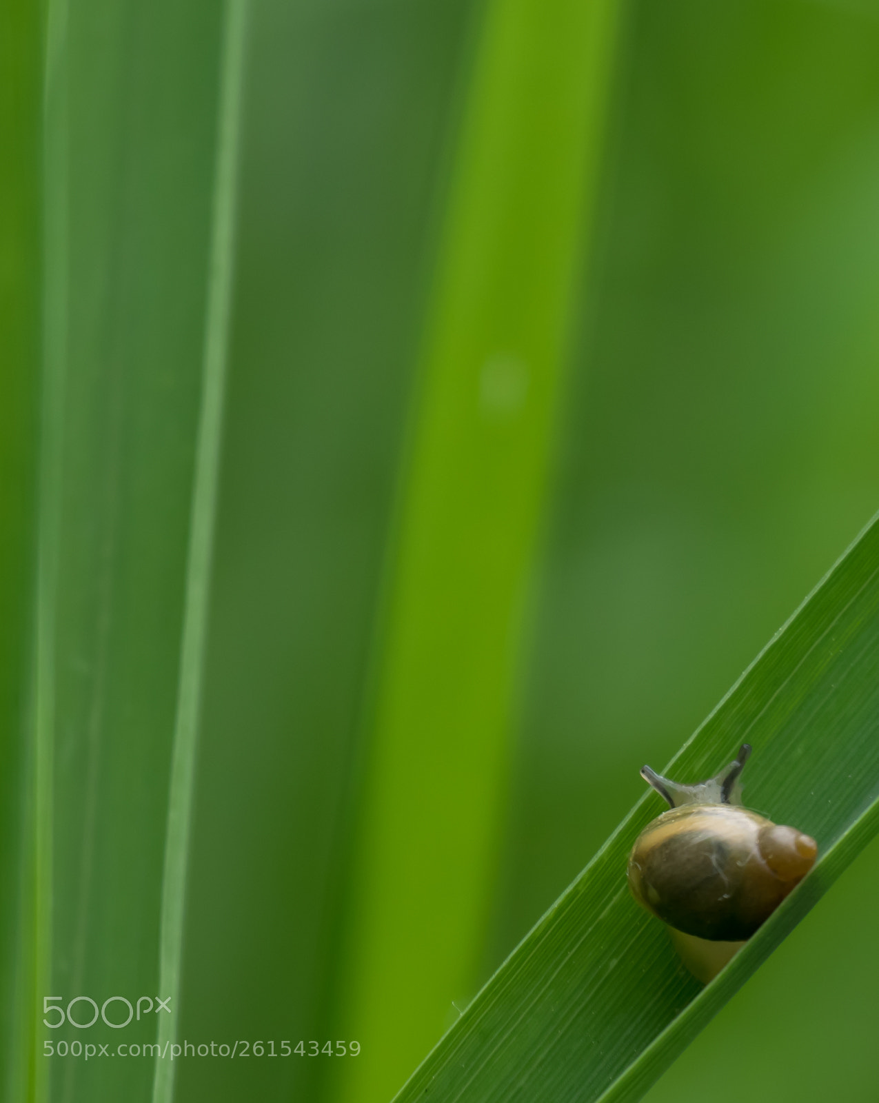 Olympus OM-D E-M1 sample photo. Snail photography