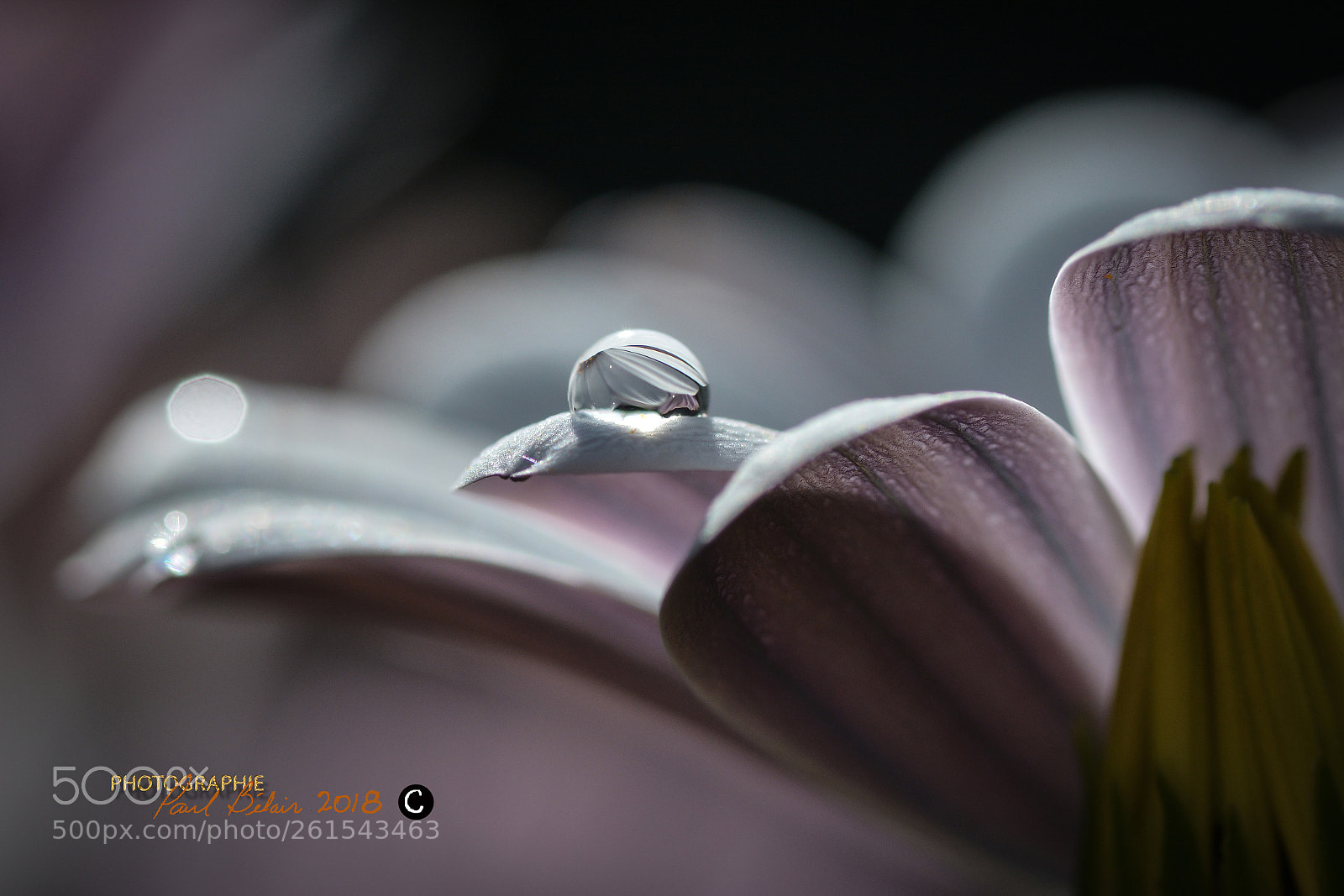Nikon D7100 sample photo. Osteospermum et goutte photography