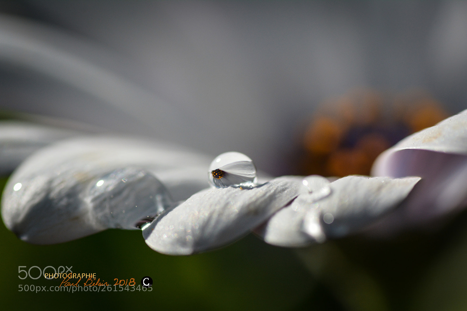 Nikon D7100 sample photo. Osteospermum et goutte photography
