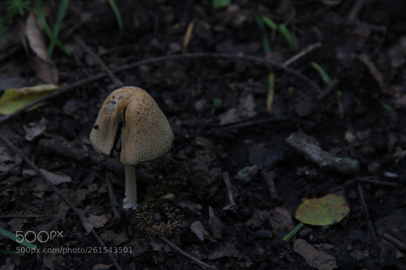 Canon EOS 600D (Rebel EOS T3i / EOS Kiss X5) sample photo. Mysterious  photography
