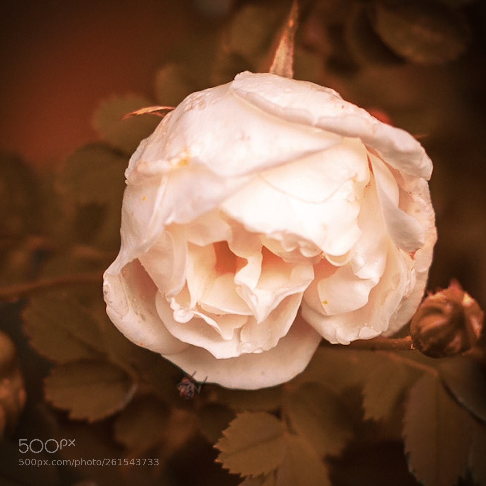 Sony a7R sample photo. Rose  photography