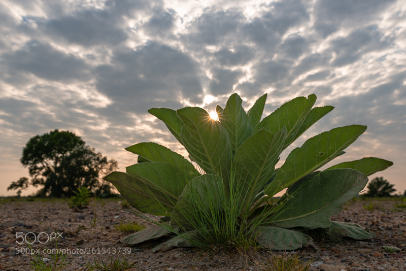 Nikon D800 sample photo. Sunset weed photography