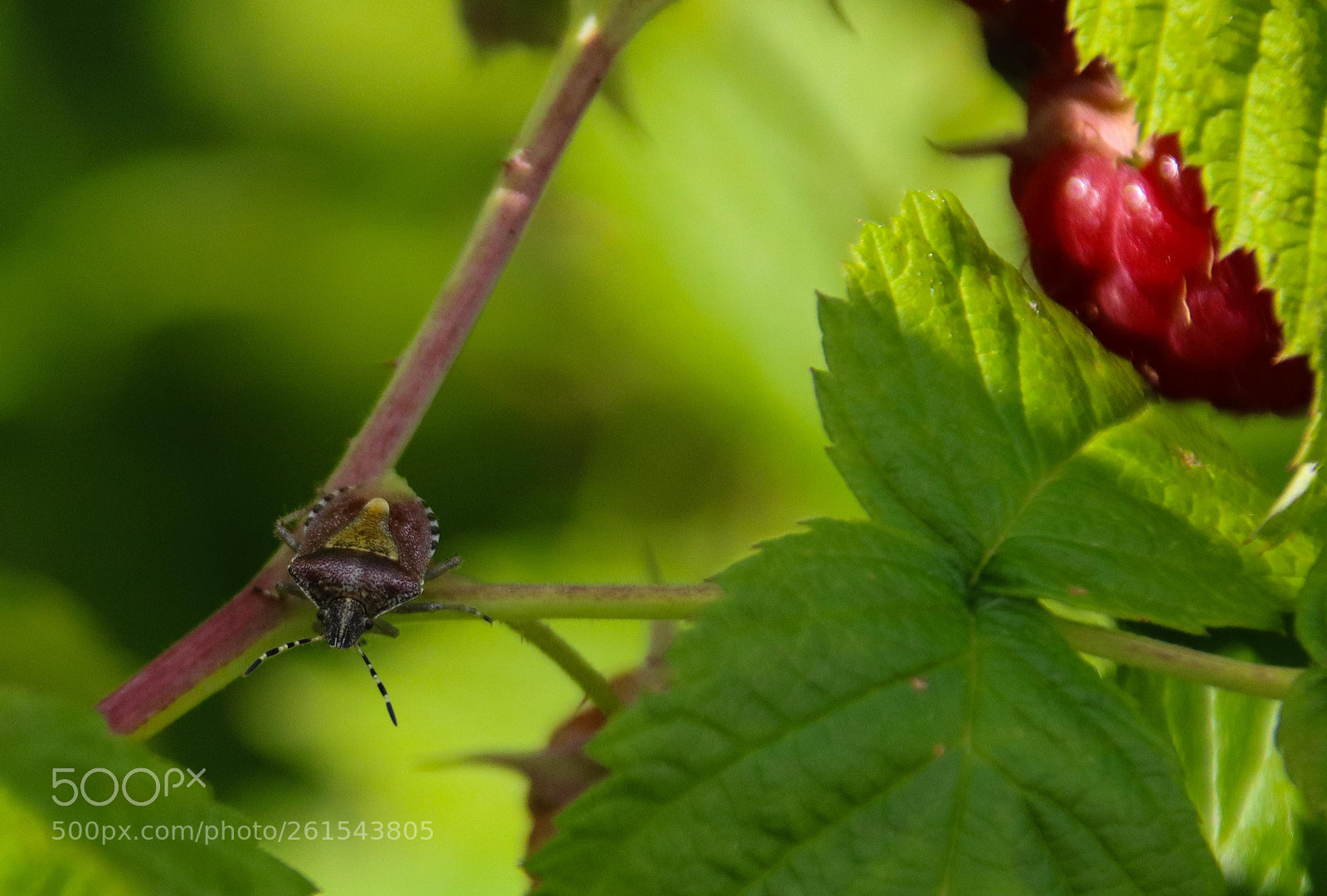 Canon EOS 750D (EOS Rebel T6i / EOS Kiss X8i) sample photo. The raspberry guardian photography