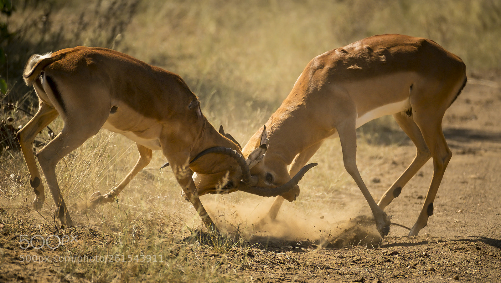 Fujifilm X-T1 sample photo. Locking horns photography