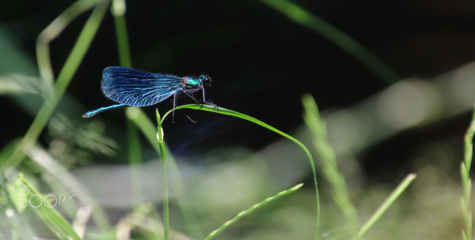 Canon EOS 760D (EOS Rebel T6s / EOS 8000D) sample photo. Found a place to rest photography