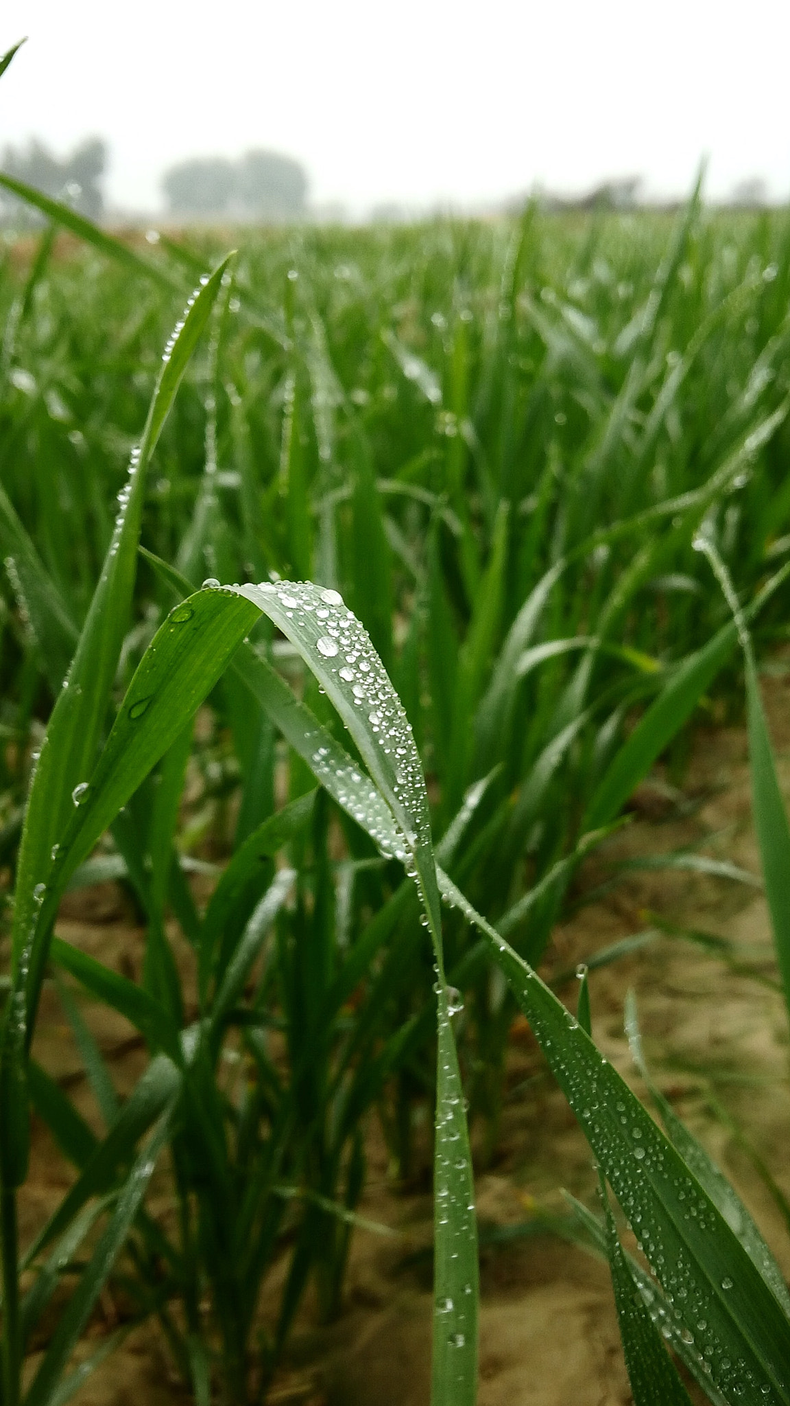 BlackBerry Z10 sample photo. Nature photography