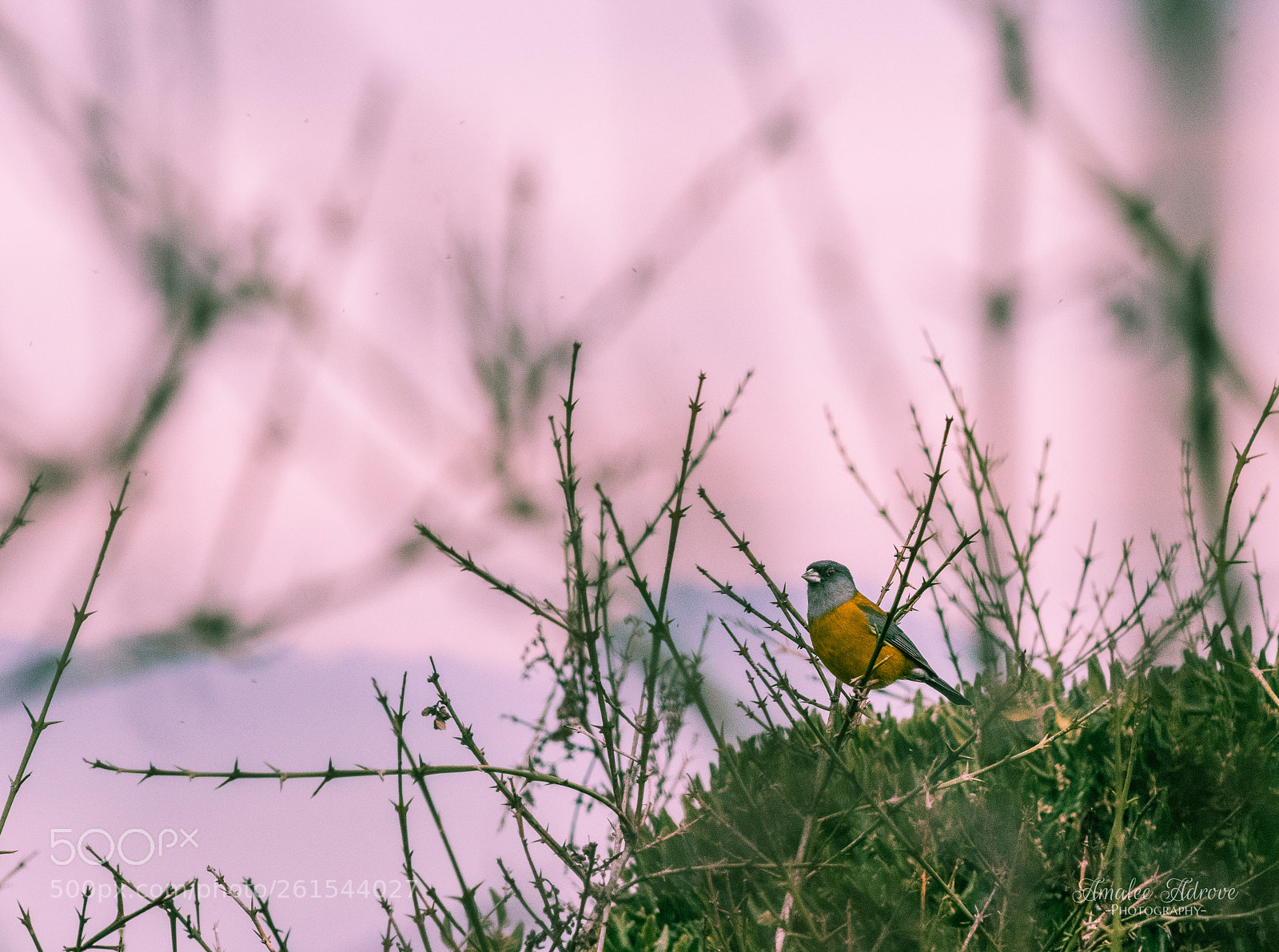 Nikon D3300 sample photo. Phrygilus gayi gayi photography