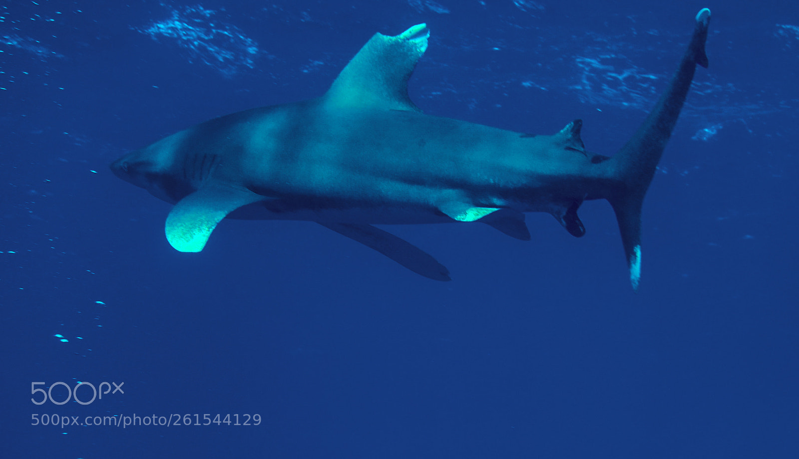 Sony Cyber-shot DSC-RX100 II sample photo. Oceanic whitetipshark carcharhinus longimanus photography